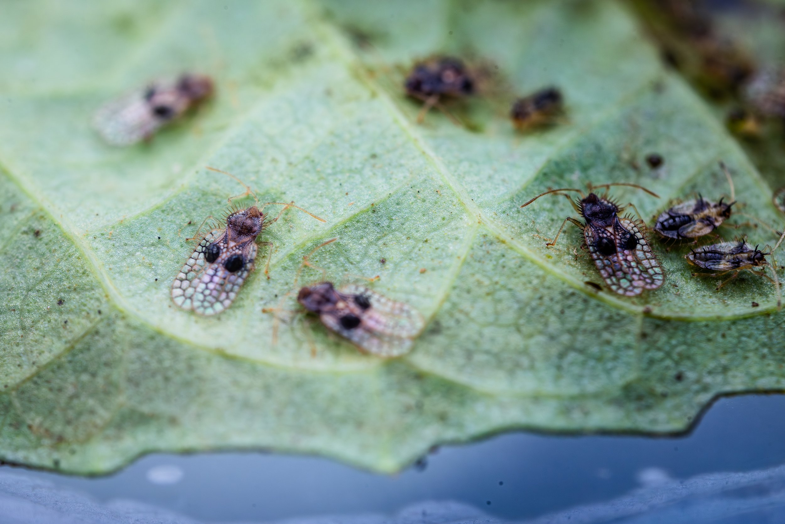 Hero Beetles Save Habitat - Add'l Selects - Sm Press Ready Jpegs - @annabel_osborne_photography 1 April 2026-8704.jpg