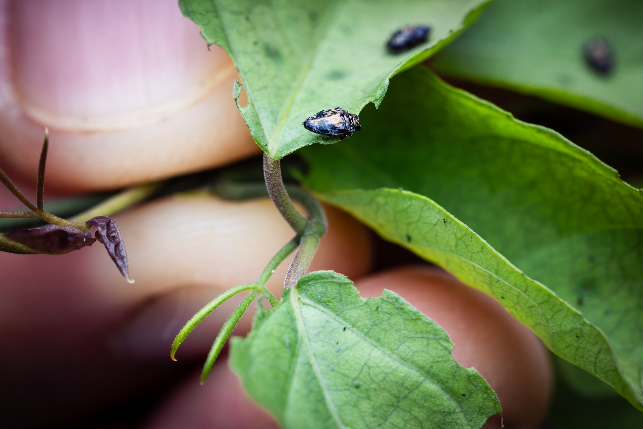 Hero Beetles Save Habitat - Add'l Selects - Sm Press Ready Jpegs - @annabel_osborne_photography 1 April 2026-8650.jpg