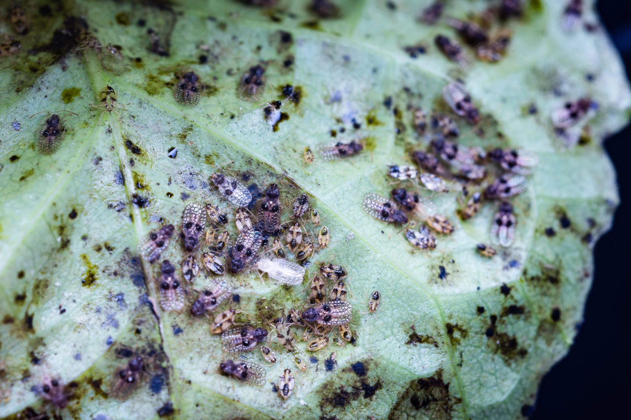 Hero Beetles Save Habitat - Add'l Selects - Sm Press Ready Jpegs - @annabel_osborne_photography 1 April 2026-8667.jpg