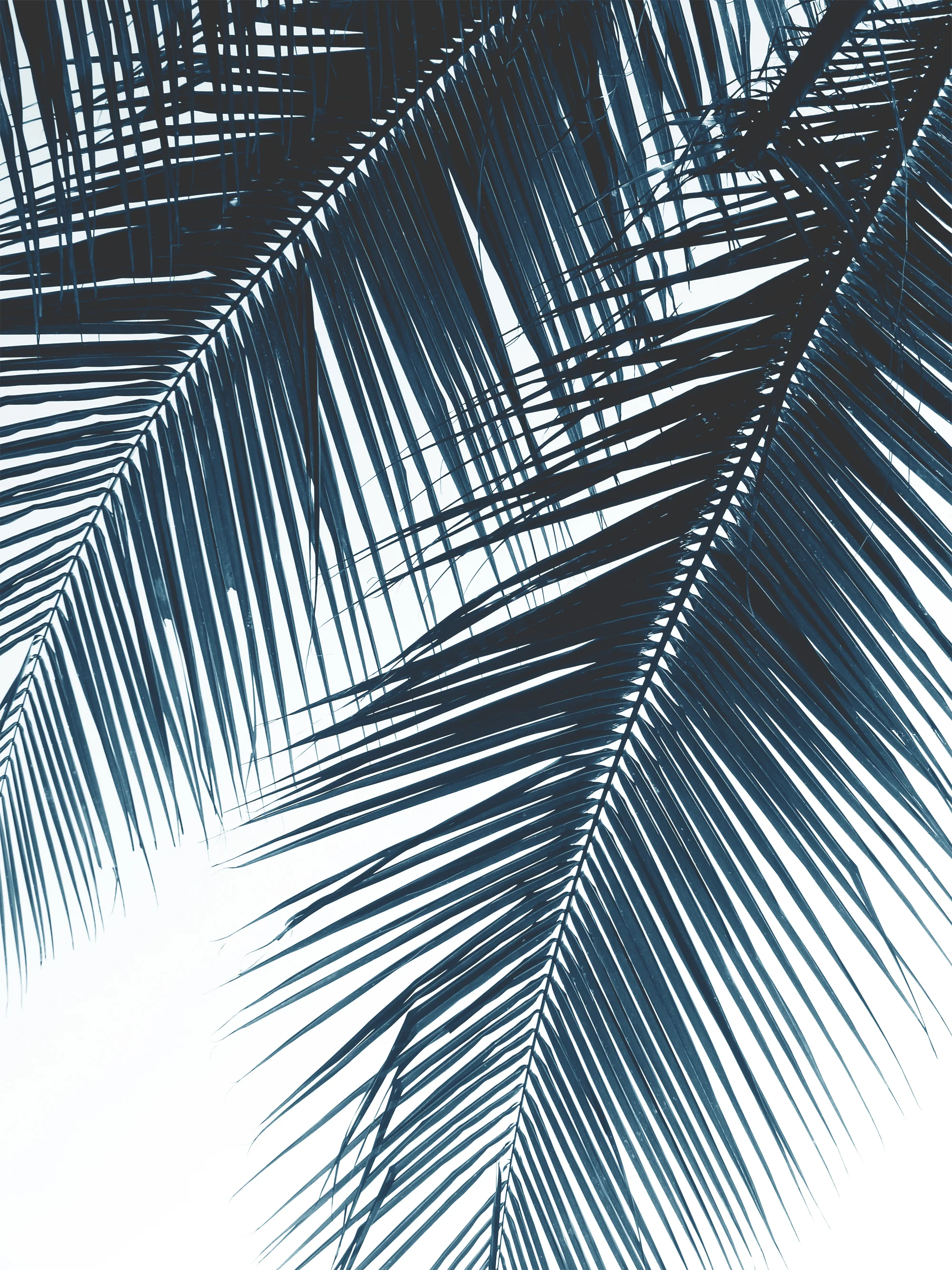 2blue palm leave.jpg