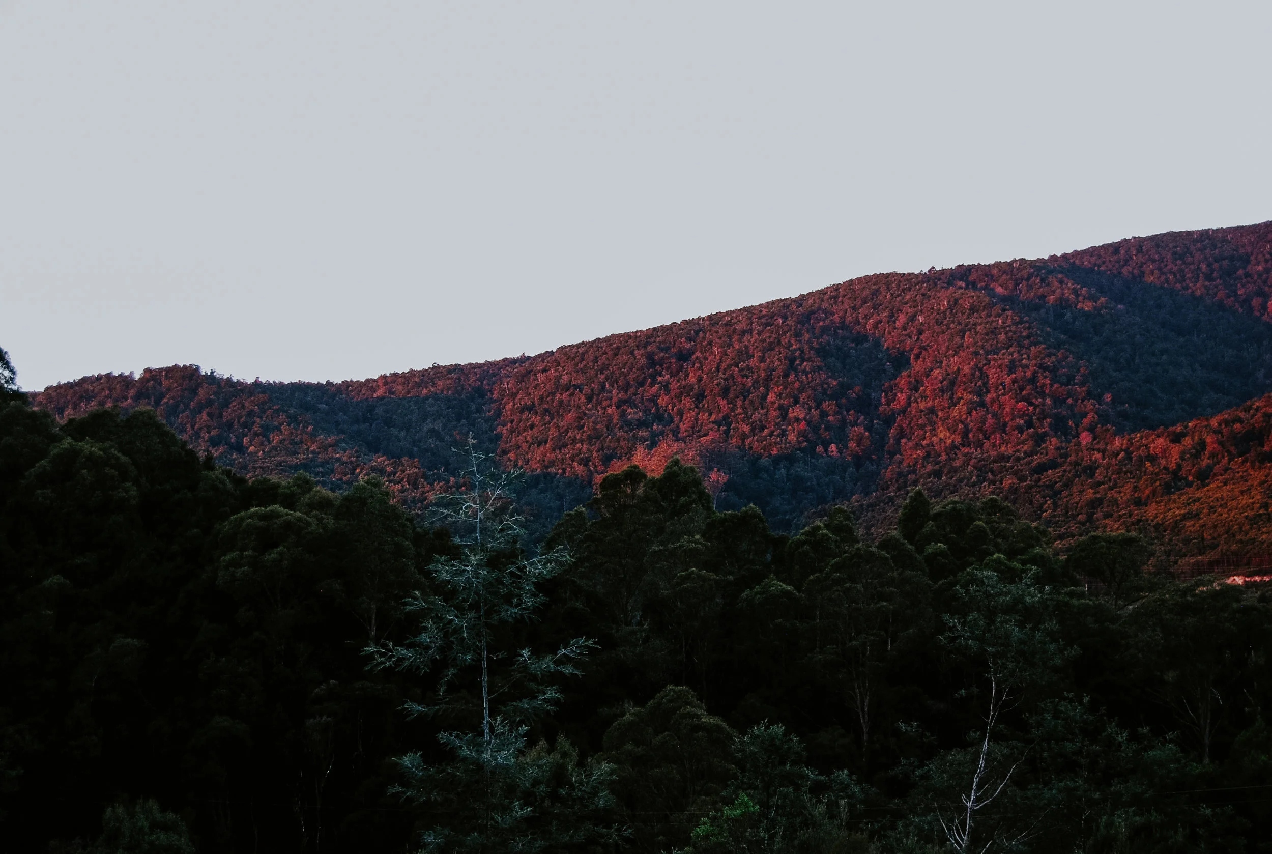TASMANIA.