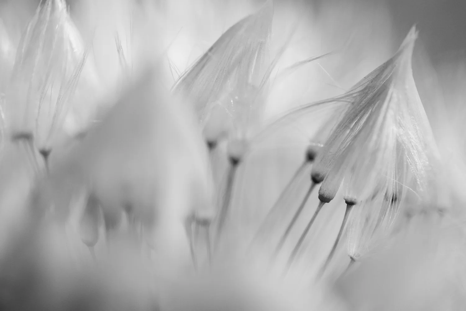 erchentheysphotography_fineart_Tenderness.jpg
