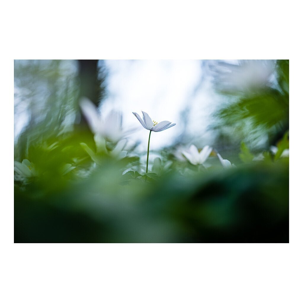 -Spring-
And they are back!!! 💙💚
.
#anemone #flowerpower #seasonspoetry #fineart #prints #forsale #authentic #artworks #outdoor #inspiration #interior #design #capturingbeauty #visualartist #erchentheysphotography #spring