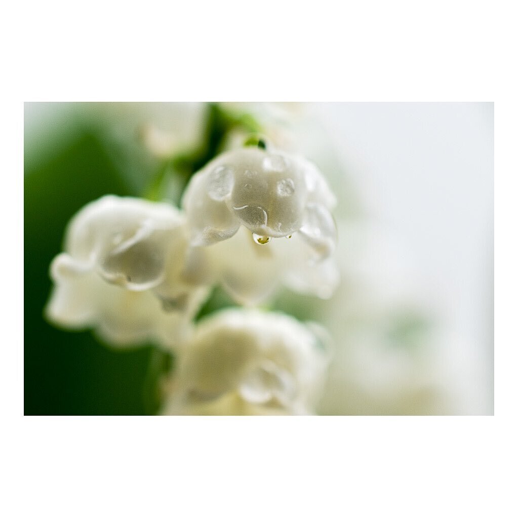 -Lily of the Valley-
May you might be my favorite month! 💚 
Let's just go for 31 days of happiness ; )
.
#fresh #flowerpower #seasonspoetry #springisintheair #fineart #prints #bdaycalender #forsale #authentic #artworks #outdoor #inspiration #interio