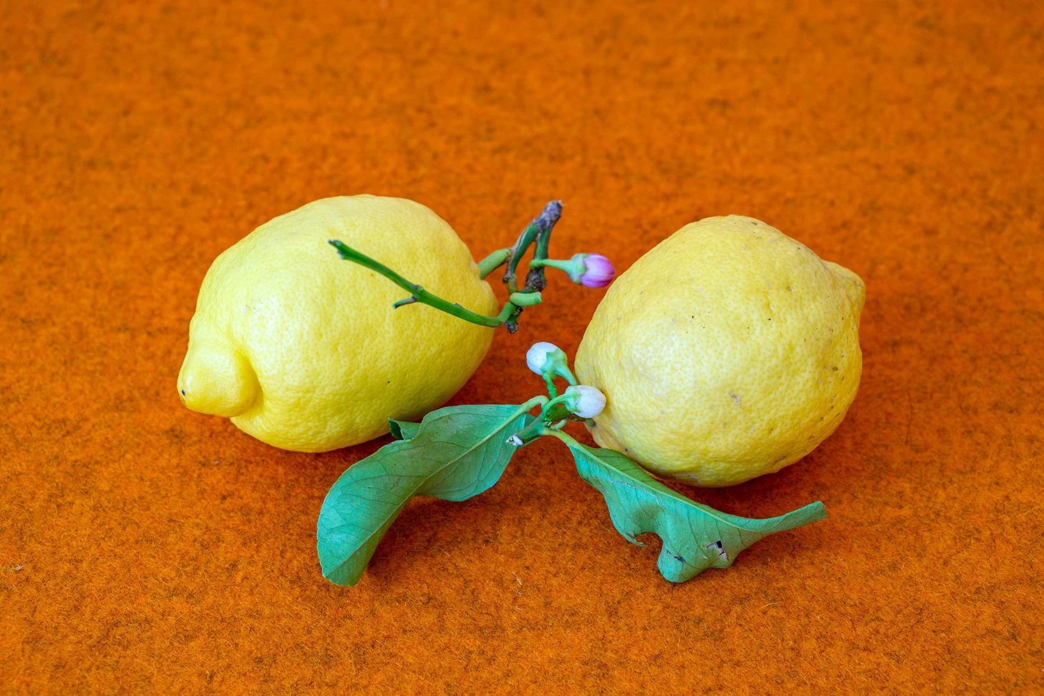 Ayurveed-Zitronen.jpg
