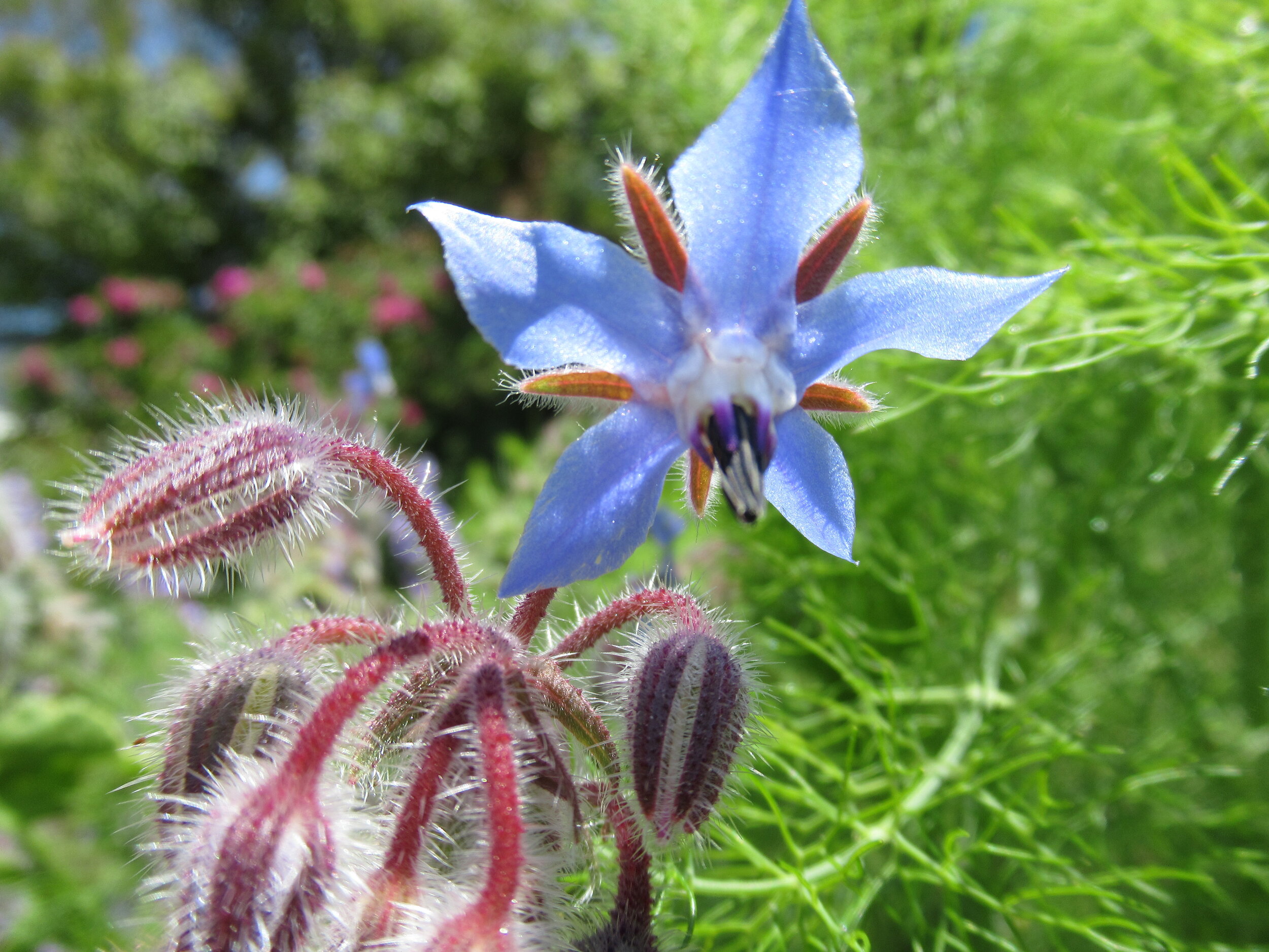  Borage, Borago officinalis 