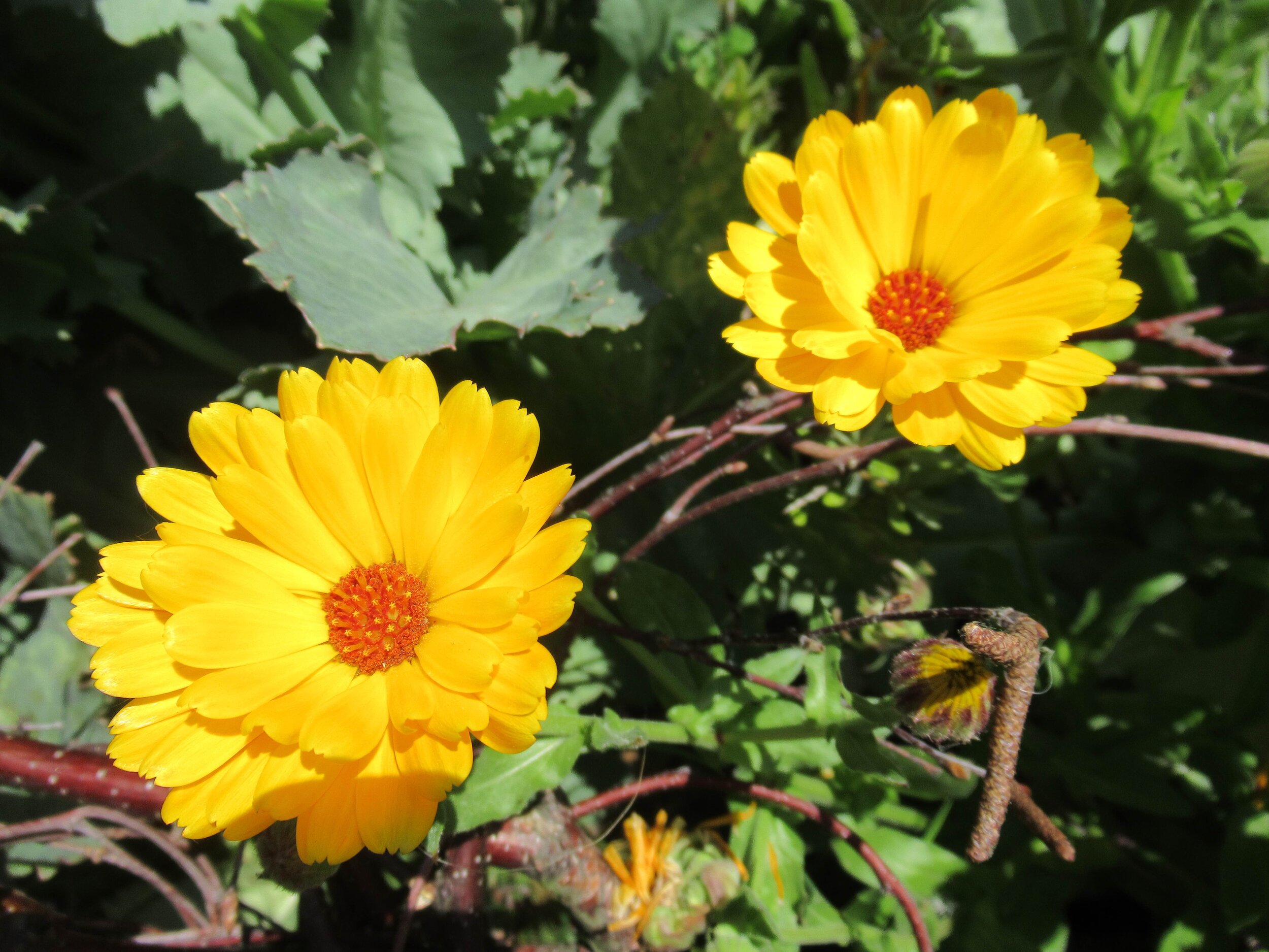  Calendula, Calendula officinalis 