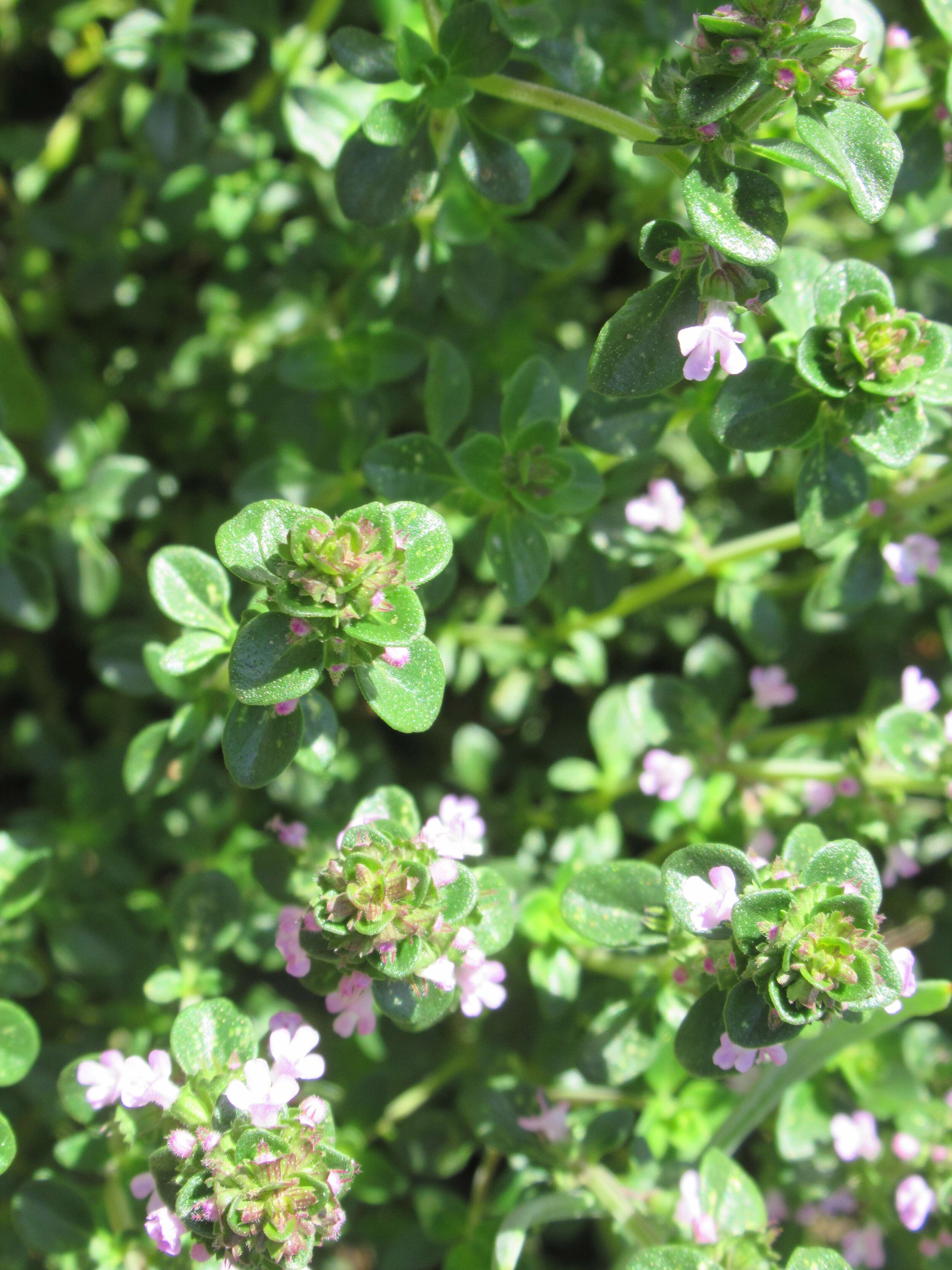  Lemon Thyme, Thymus citriodorus 