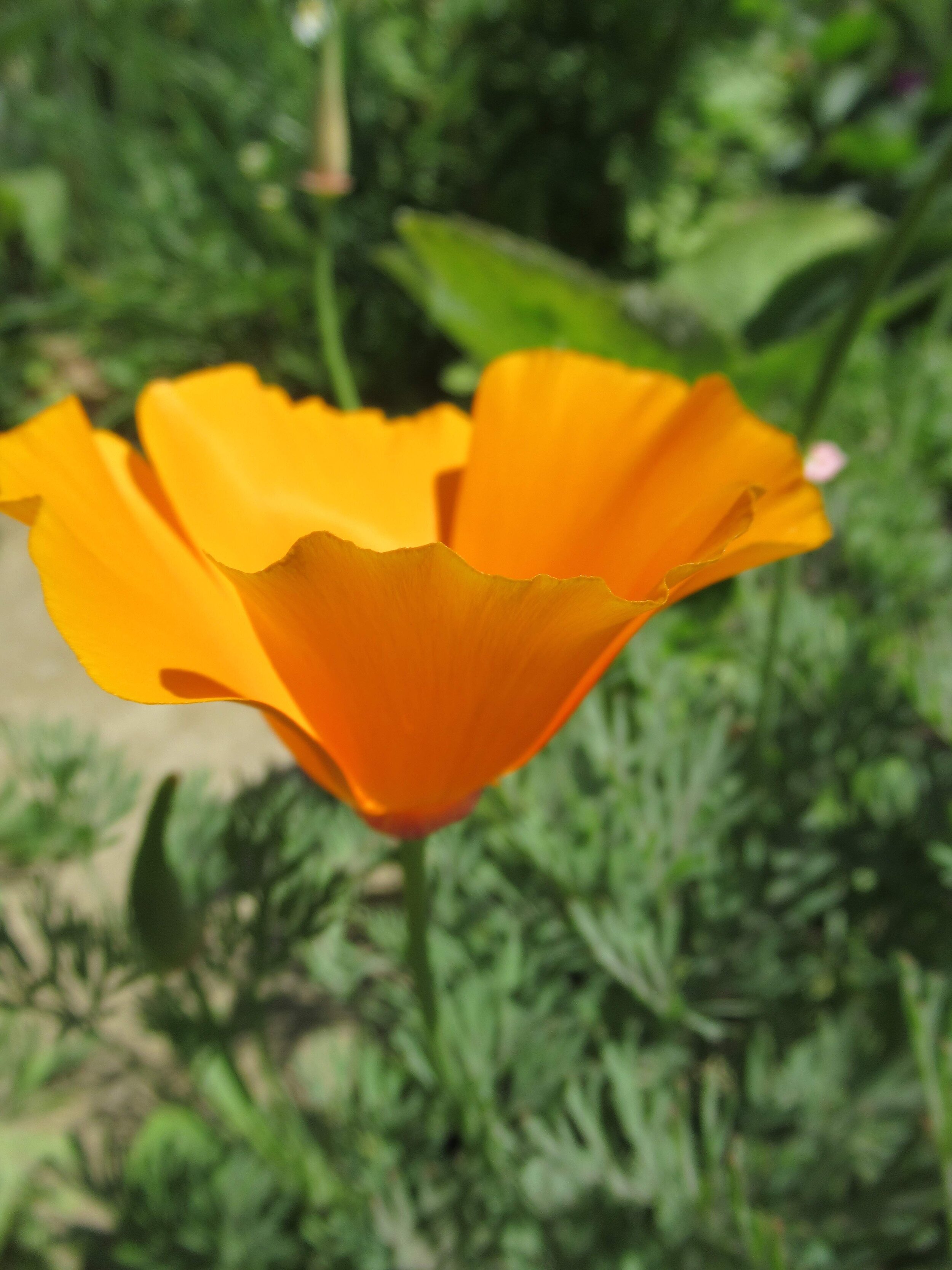  Californian Poppy, Eschscholzia californica 