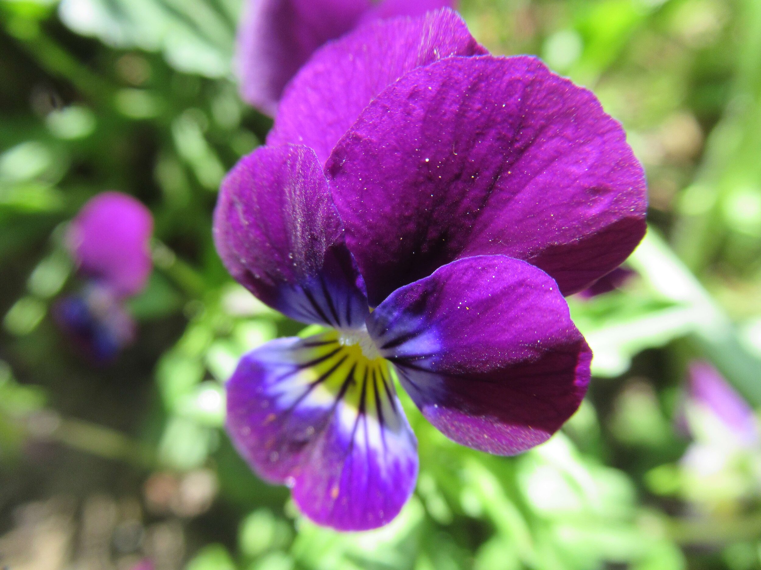  Heartsease, Viola tricolor 