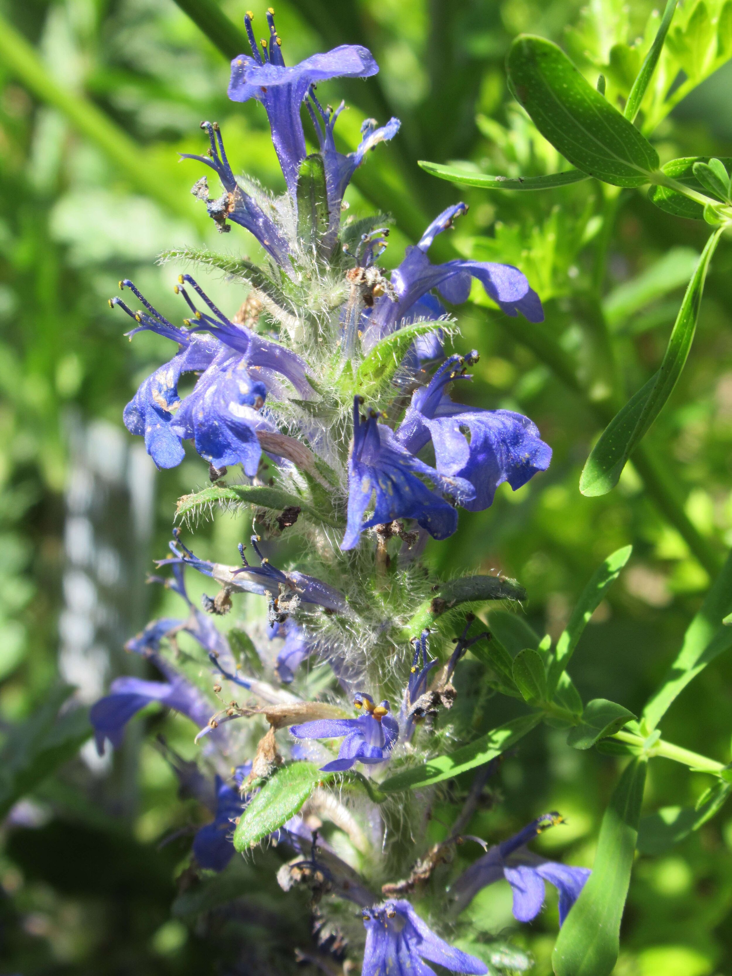  Bugle, Ajuga reptans 