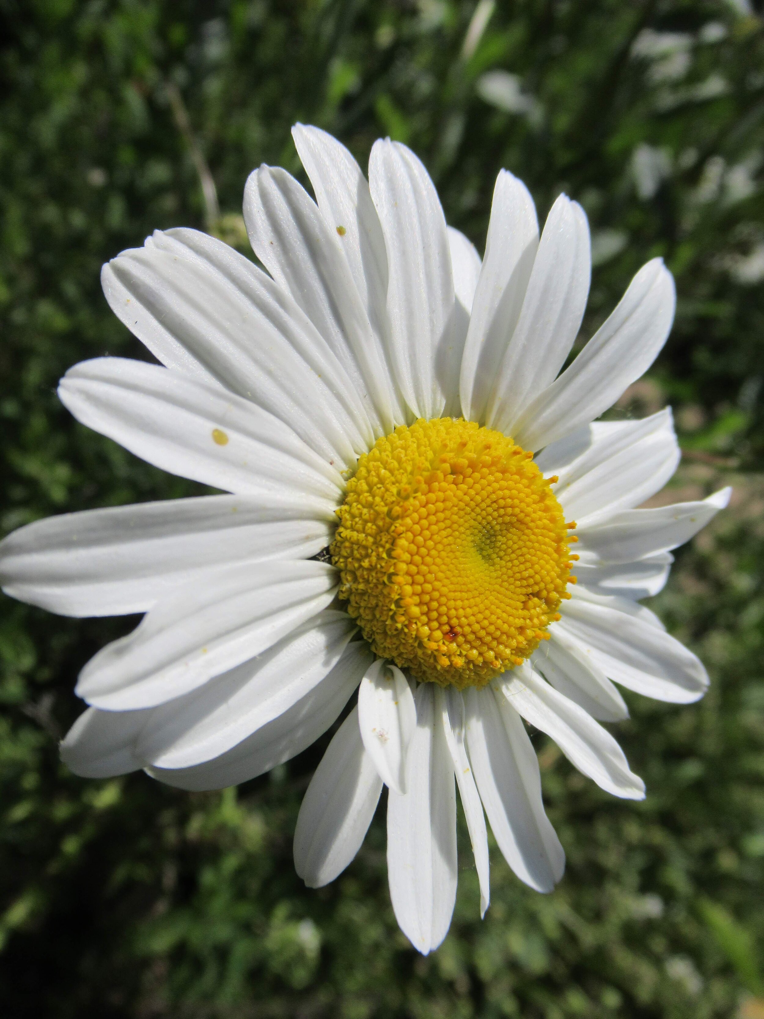  Ox eye Daisy, Leucanthemum vulgare 