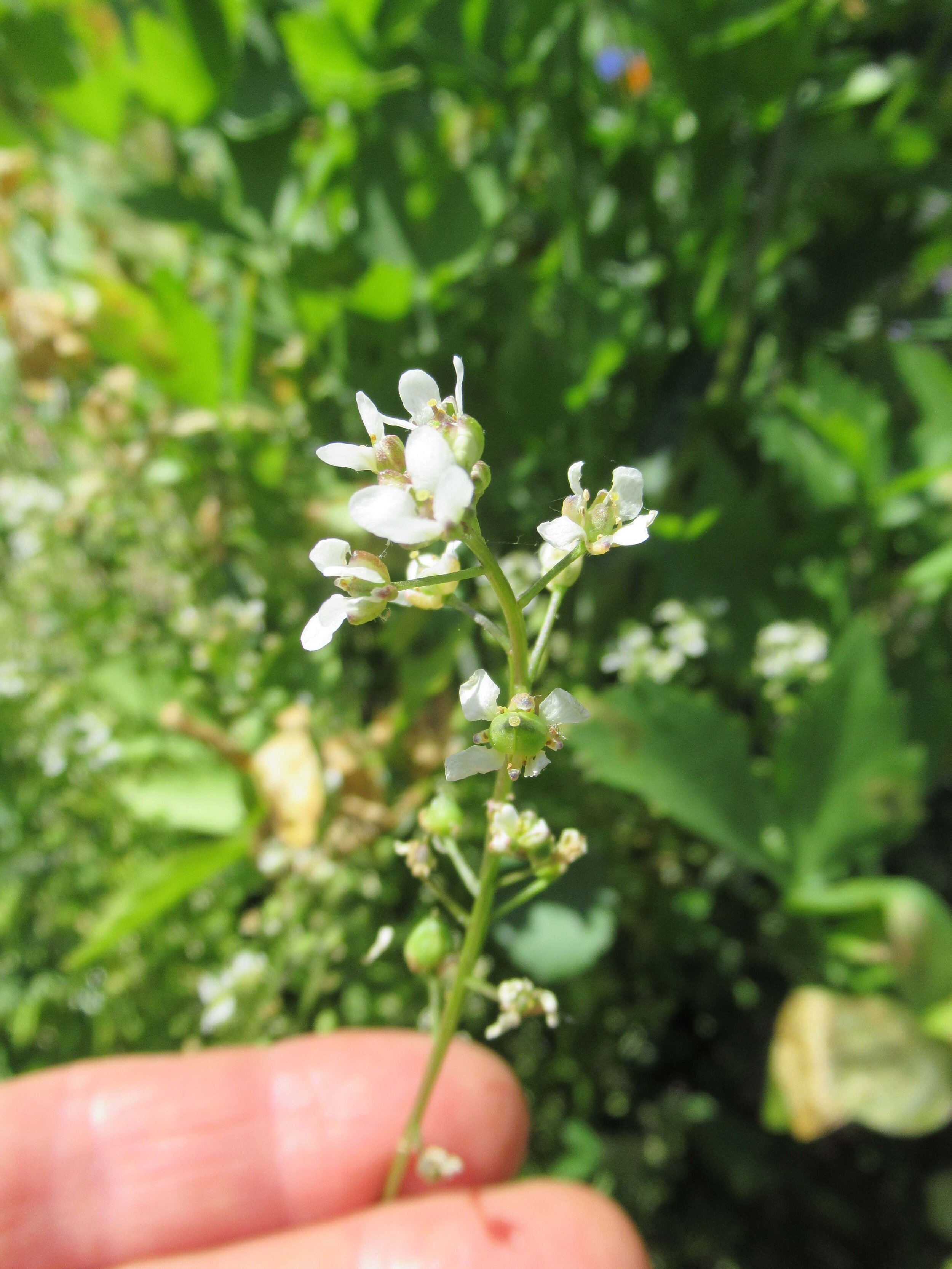  Scurvy Grass, Cochlearia officinalis 