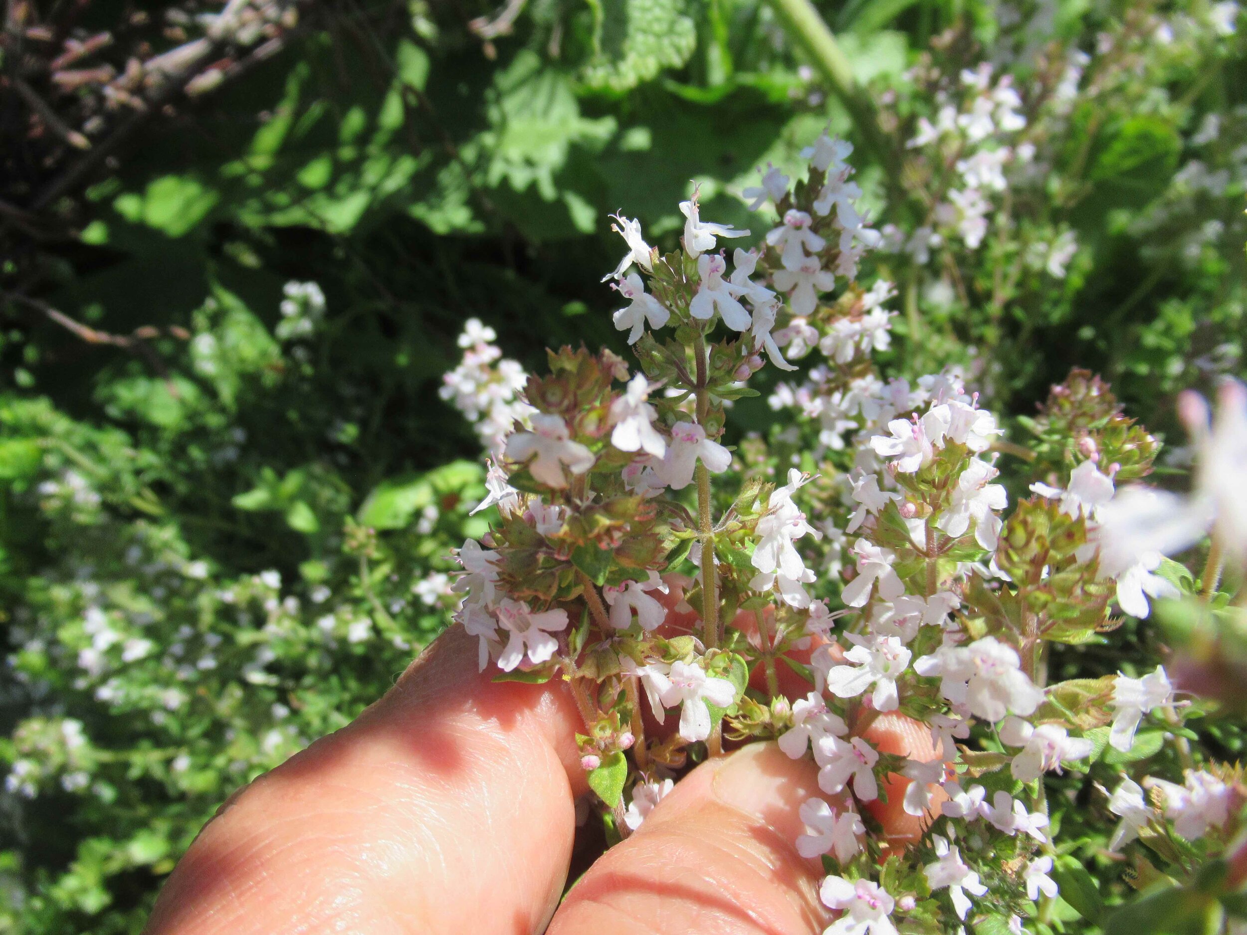  Thyme, Thymus vulgaris 