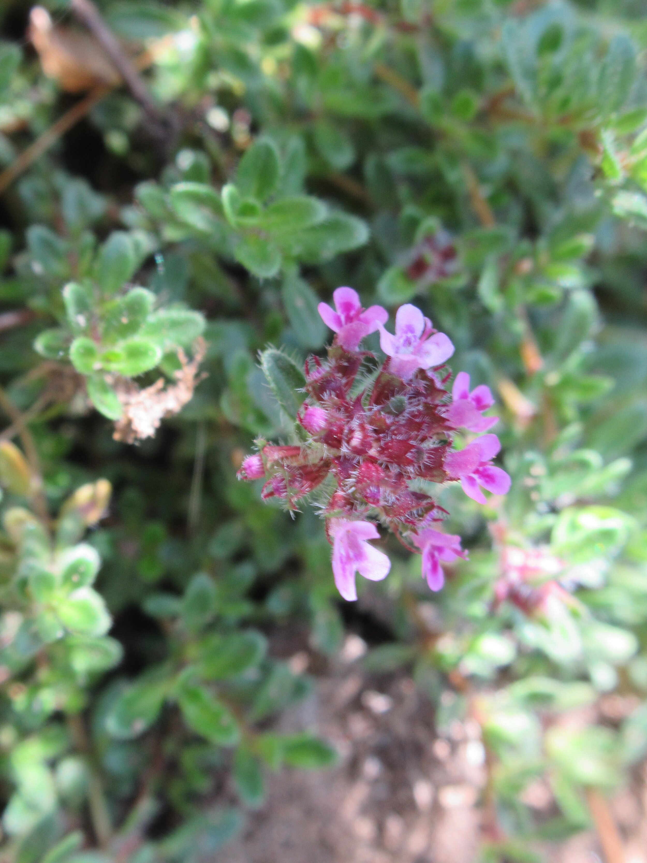  Wild creeping Thyme, Thymus serpyllum 