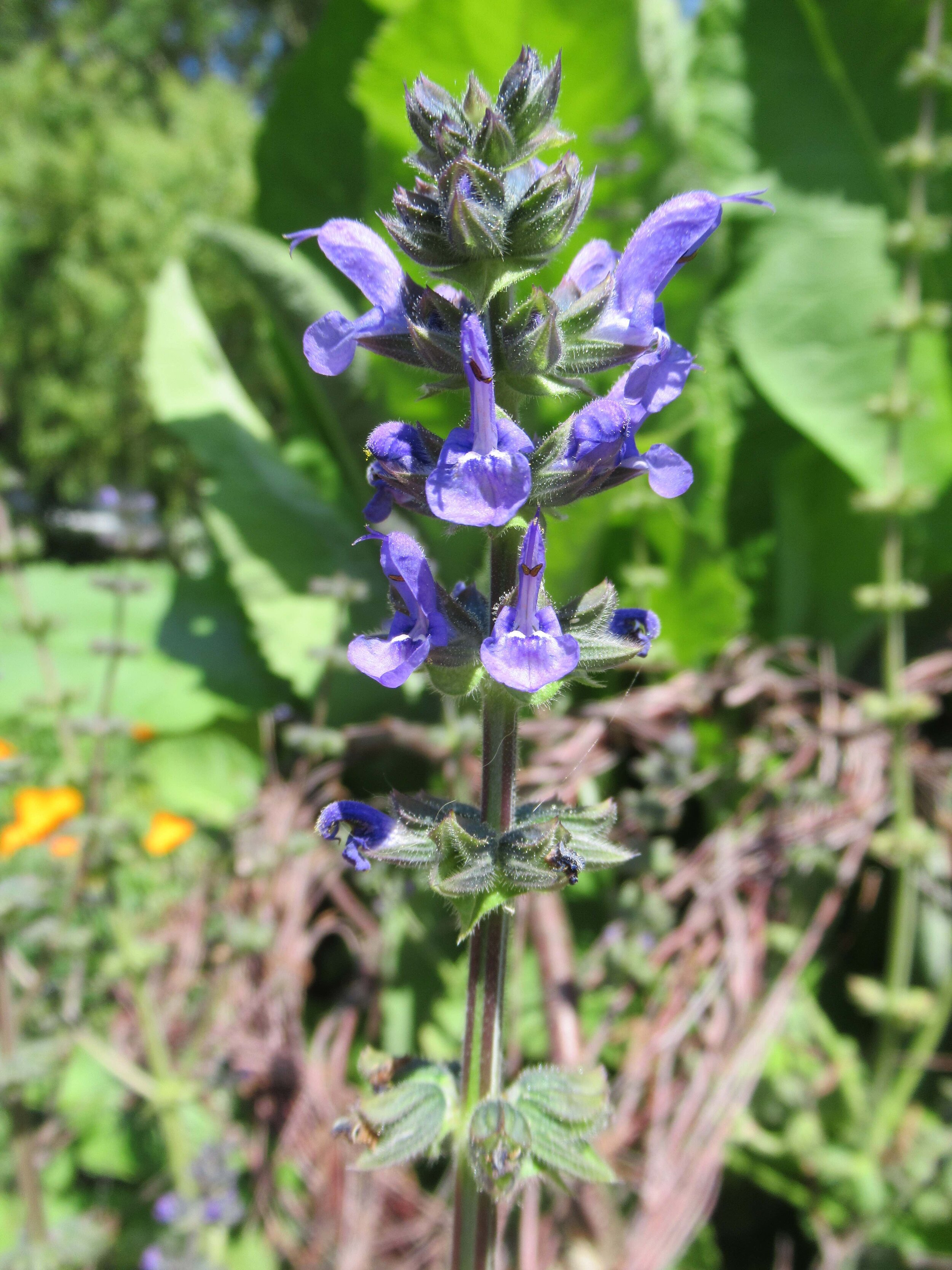  Wild clary, Salvia verbenaca 