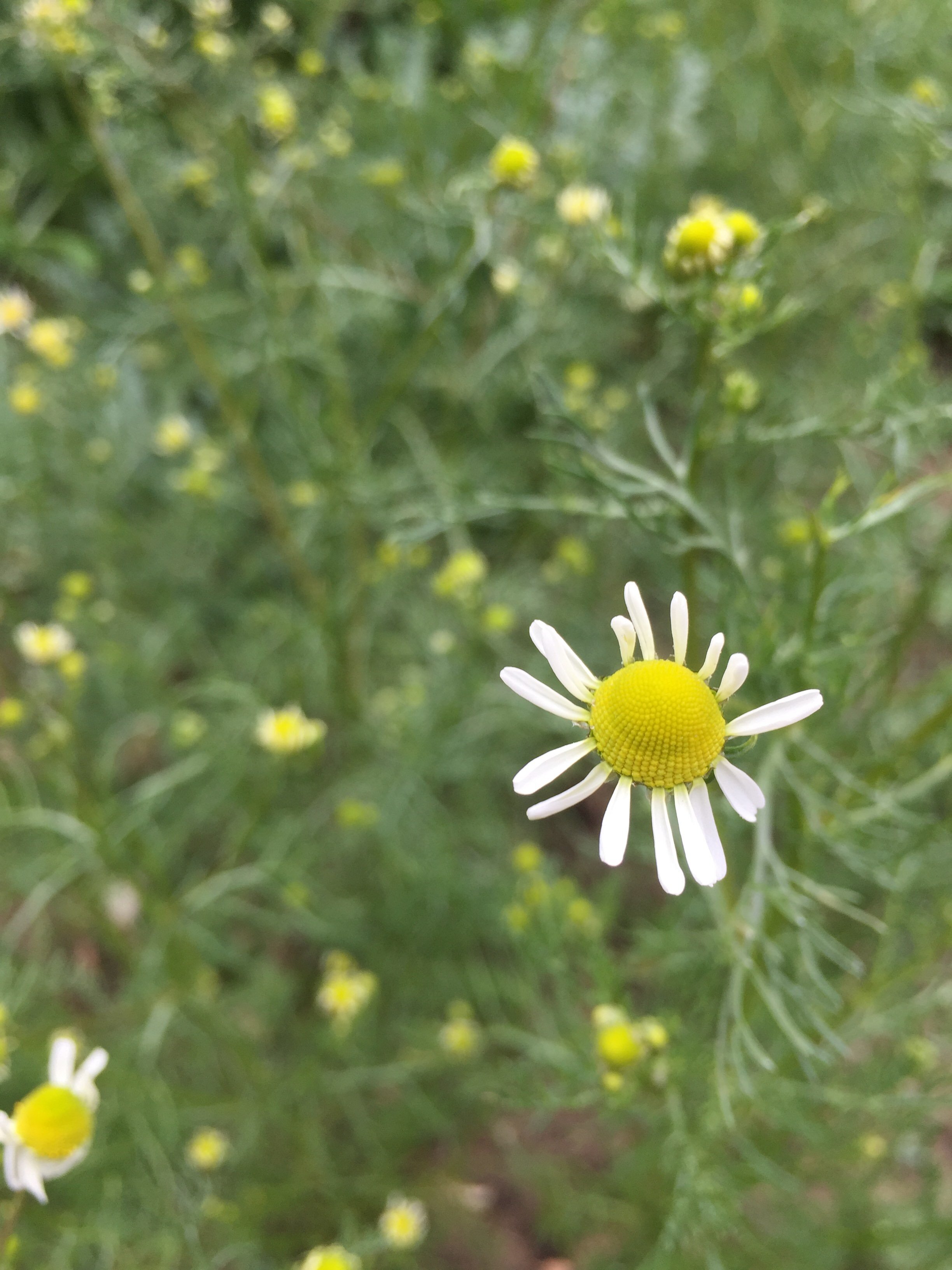  Chamomile, Matricaria recutica 