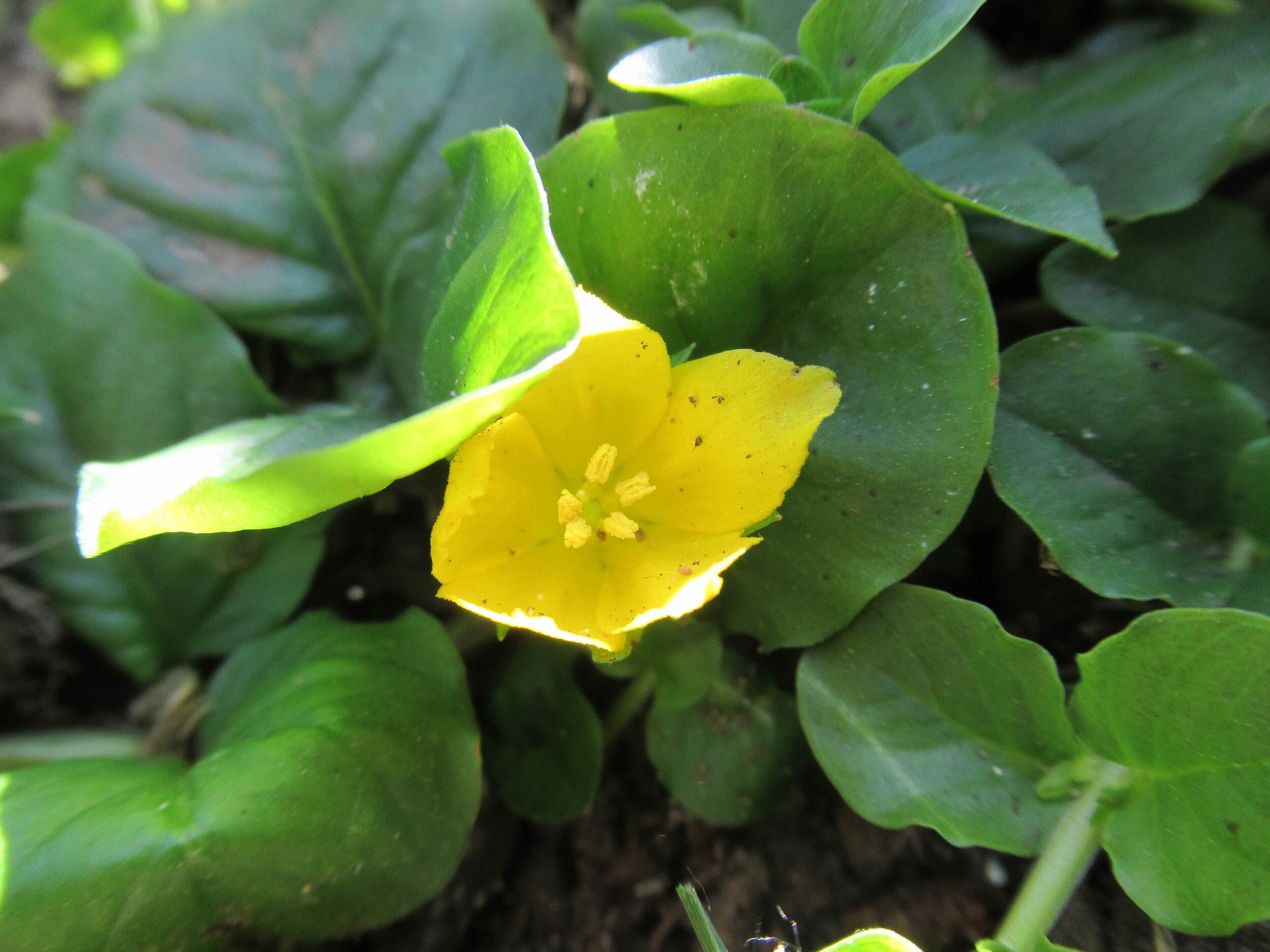  Creeping Jenny, Lysimachia nummularia 