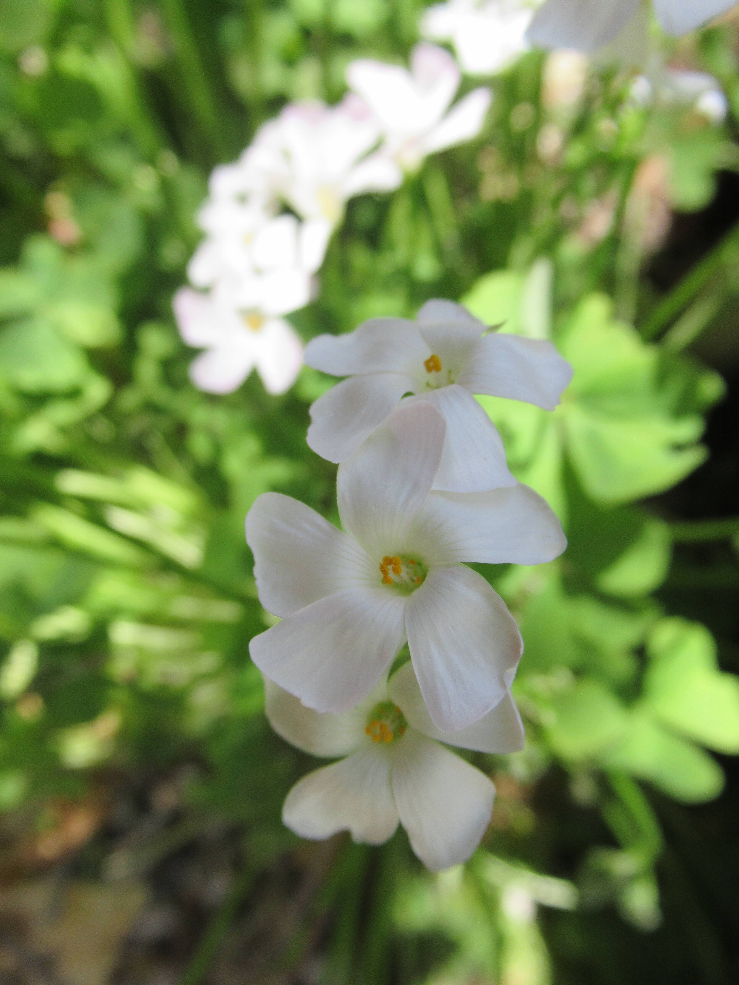  Wood Sorrel, Oxalis acetosella 