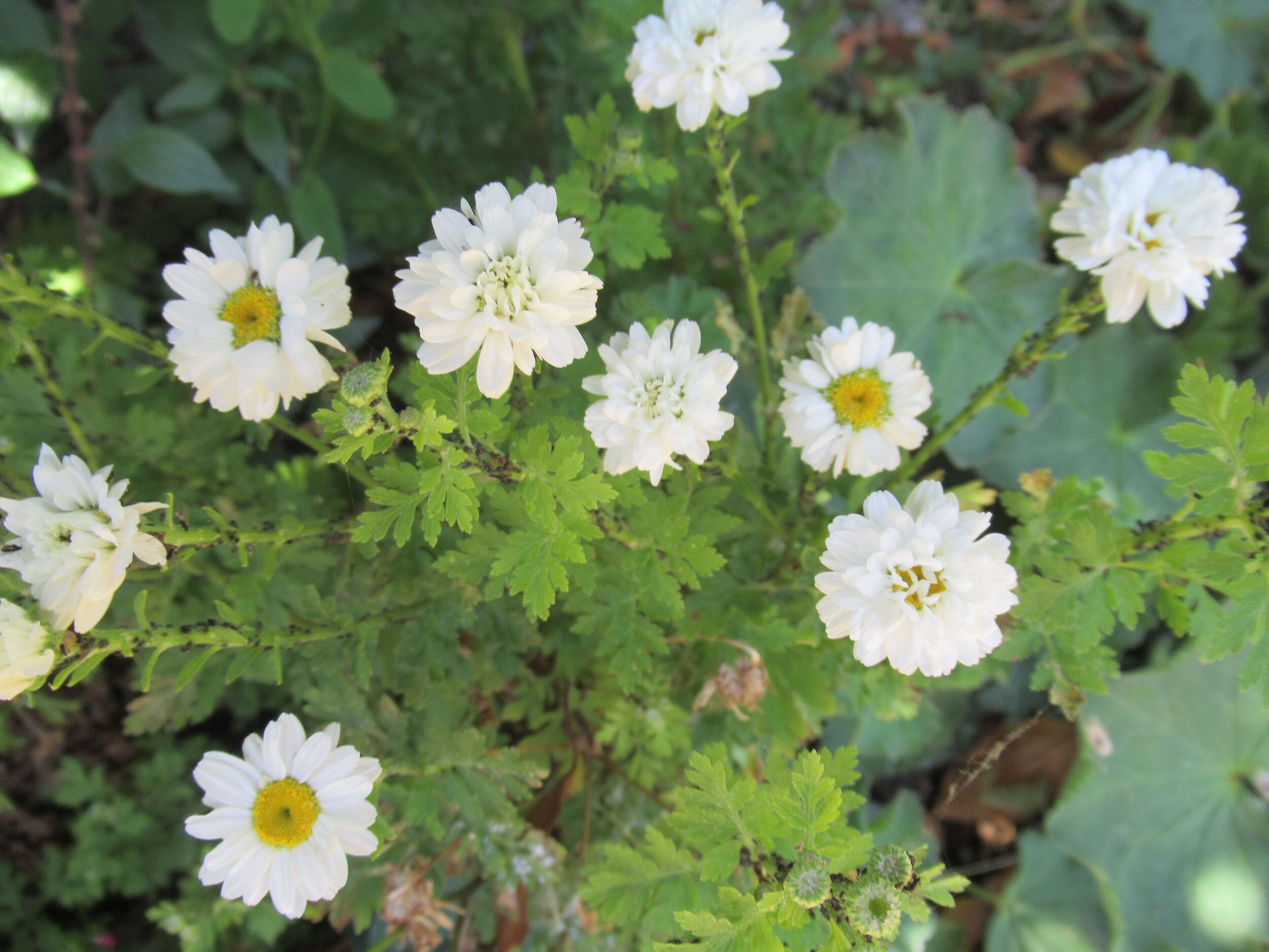  Feverfew, Tanacetum parthenium 