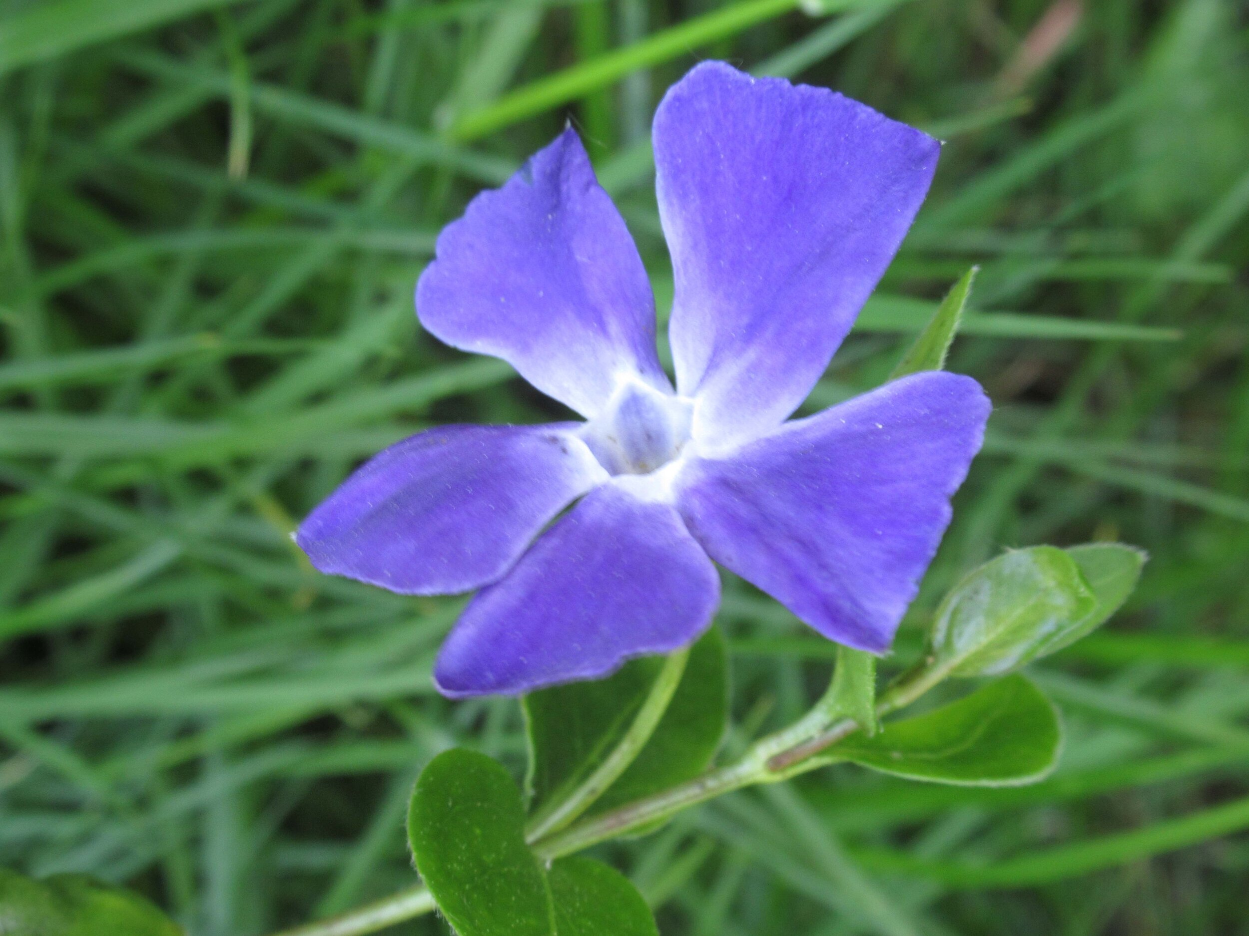  Periwinkle, Vinca major 