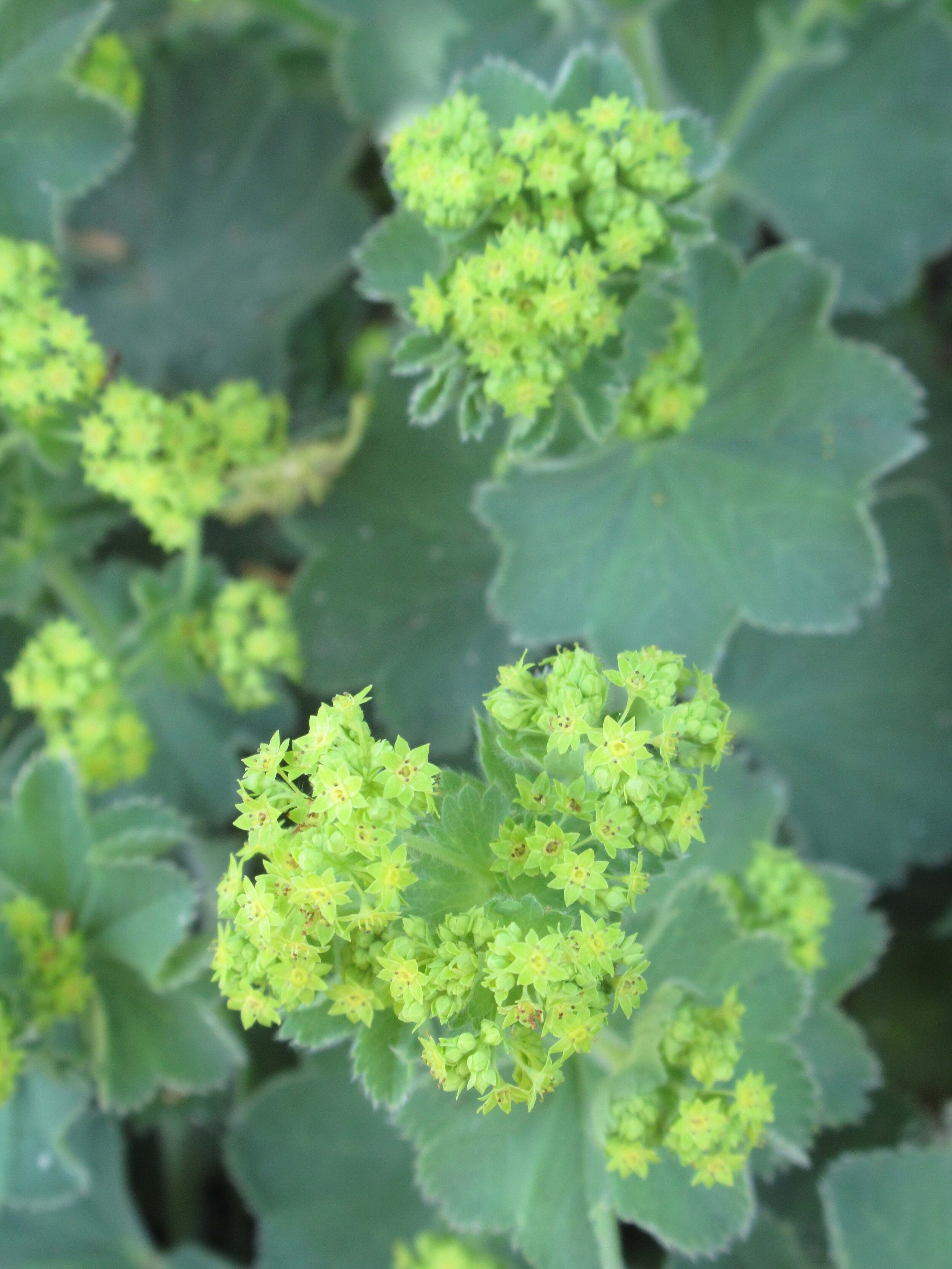  Lady's mantle, Alchemilla vulgaris 