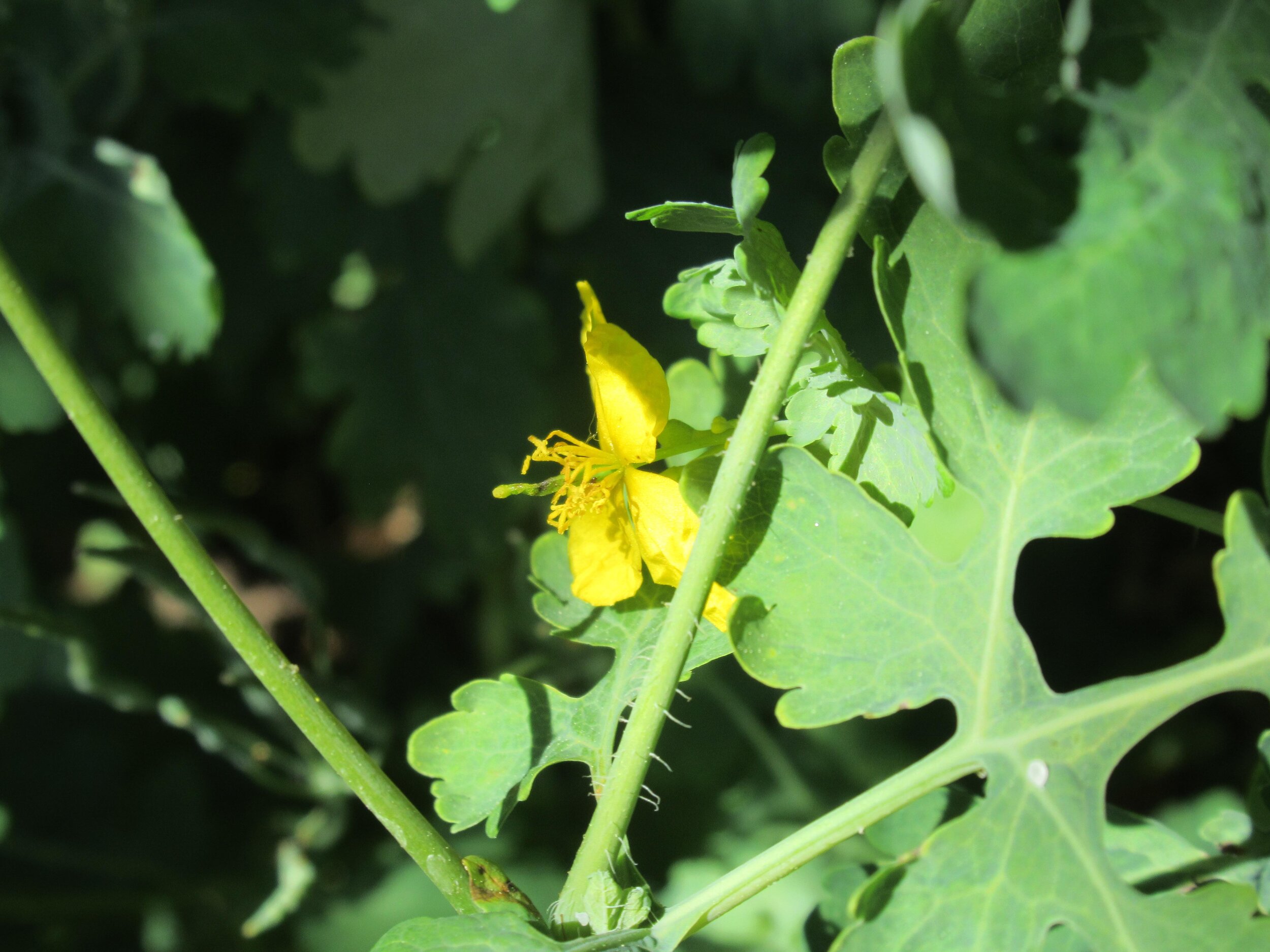  Greater Celandine, Cheledonium majus 