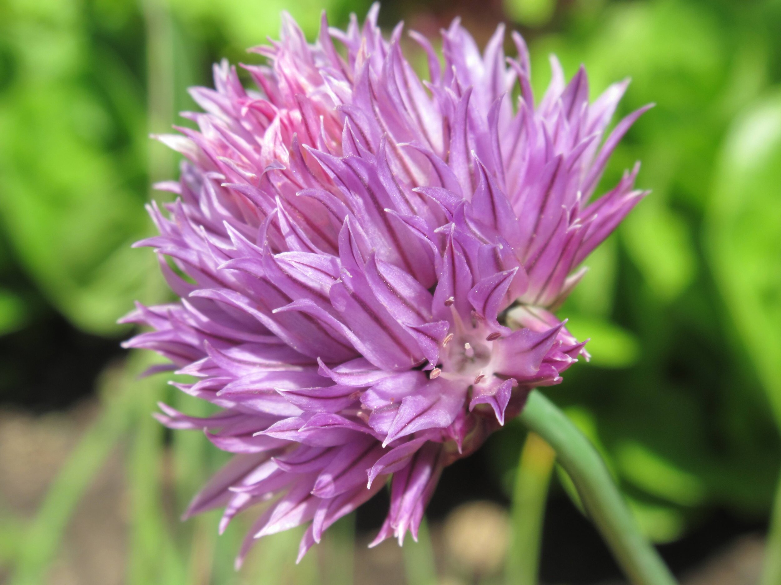  Chive, Allium schoenoprasum 