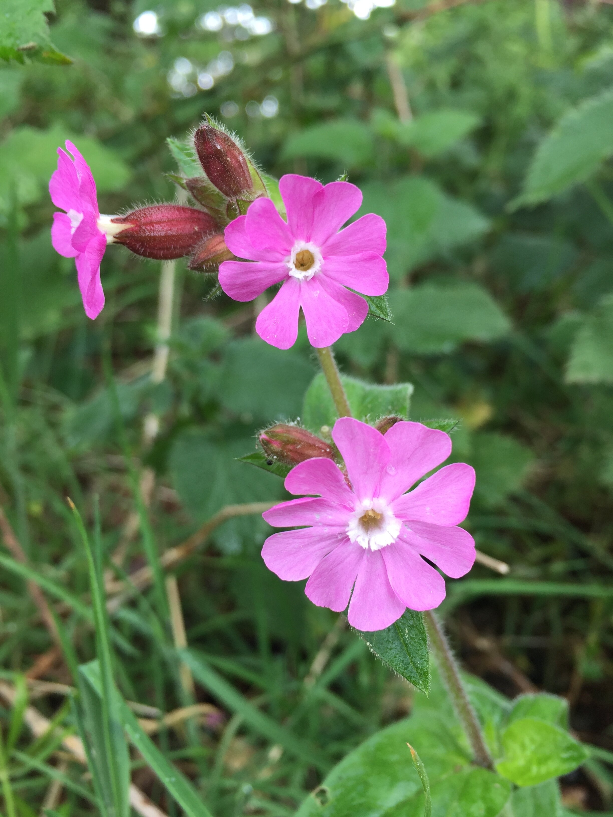 Red campion, Silene dioica