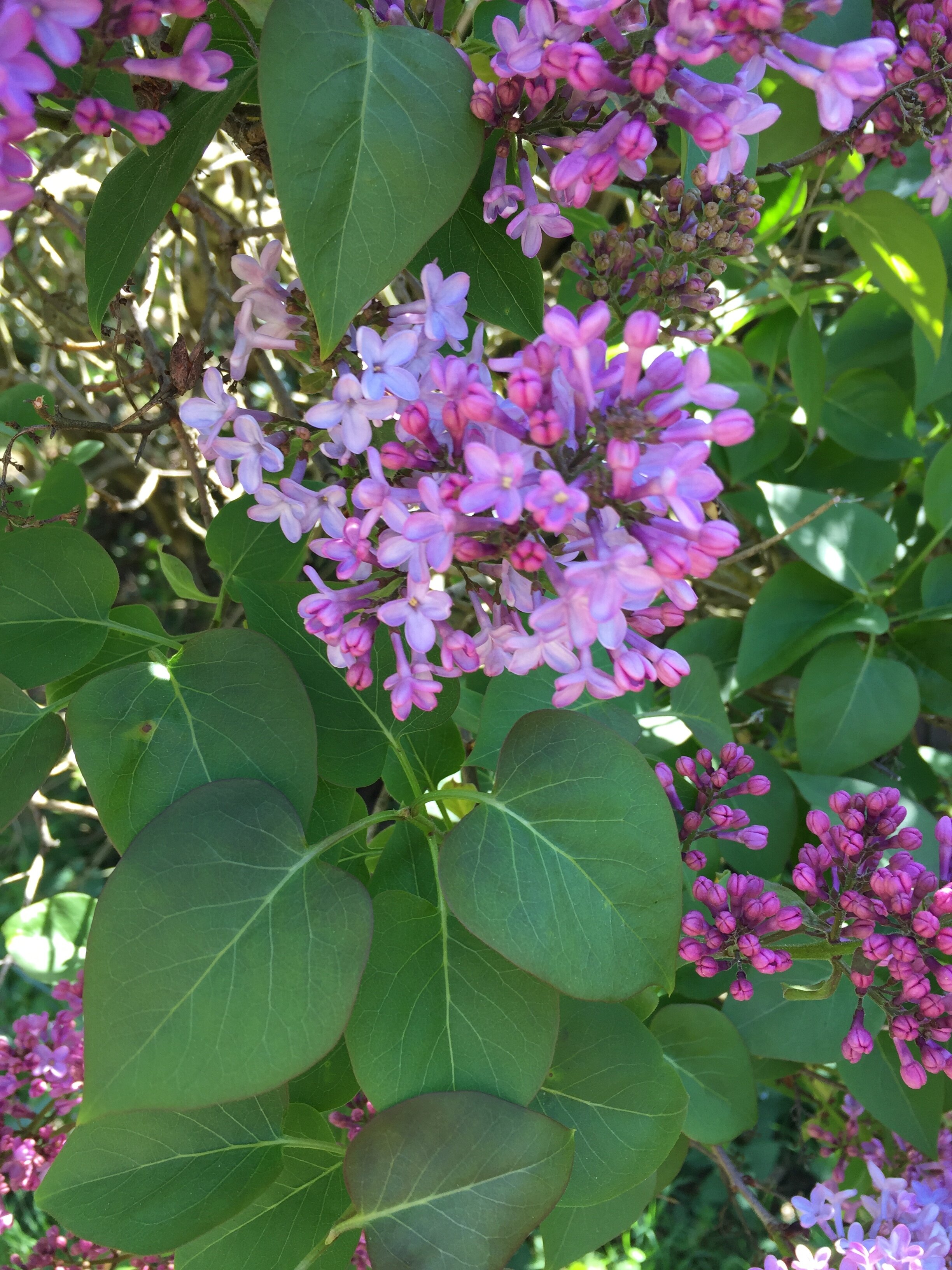 Lilac, Syringa vulgaris