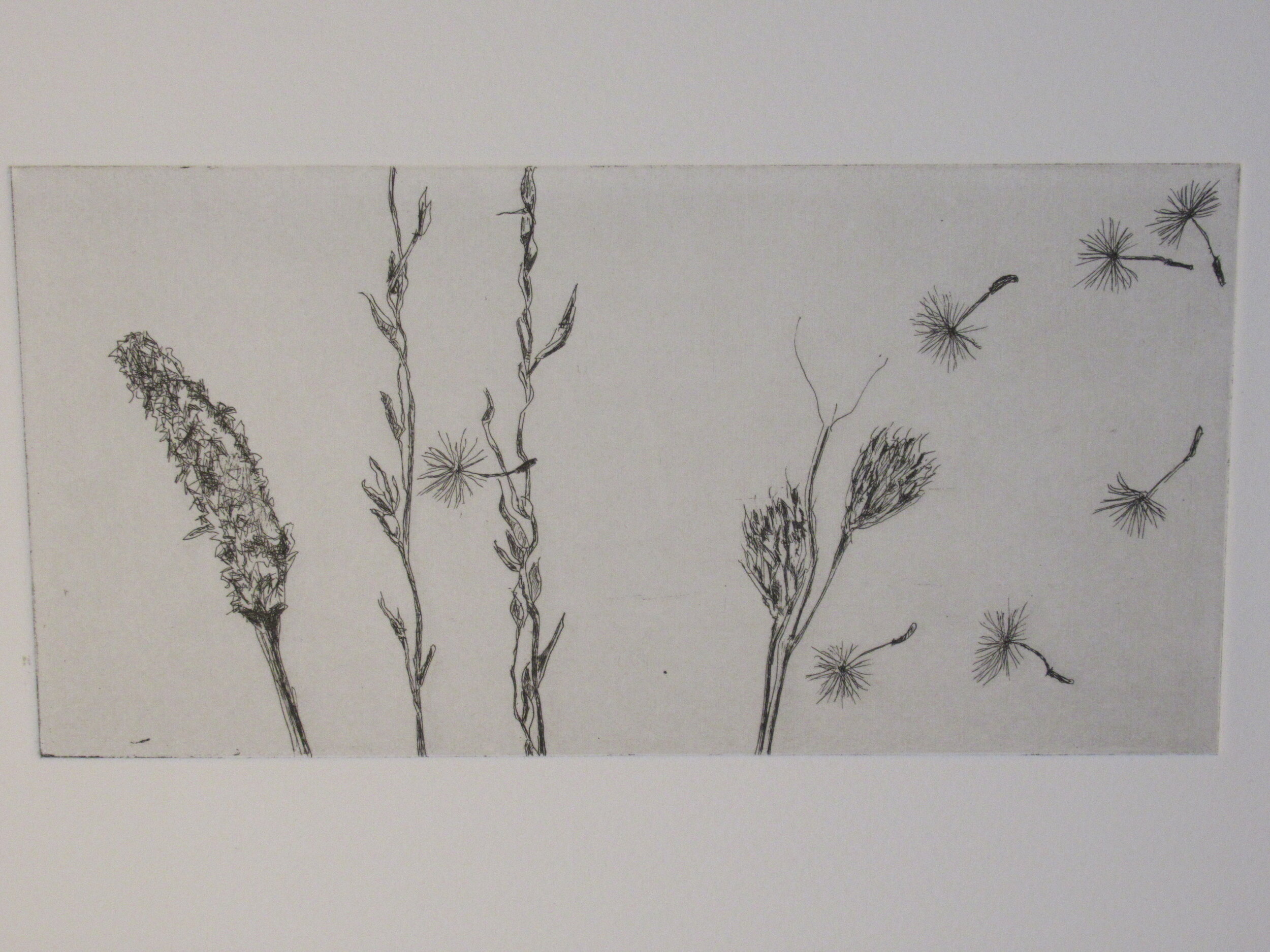 Grass and Seedhead Etching 