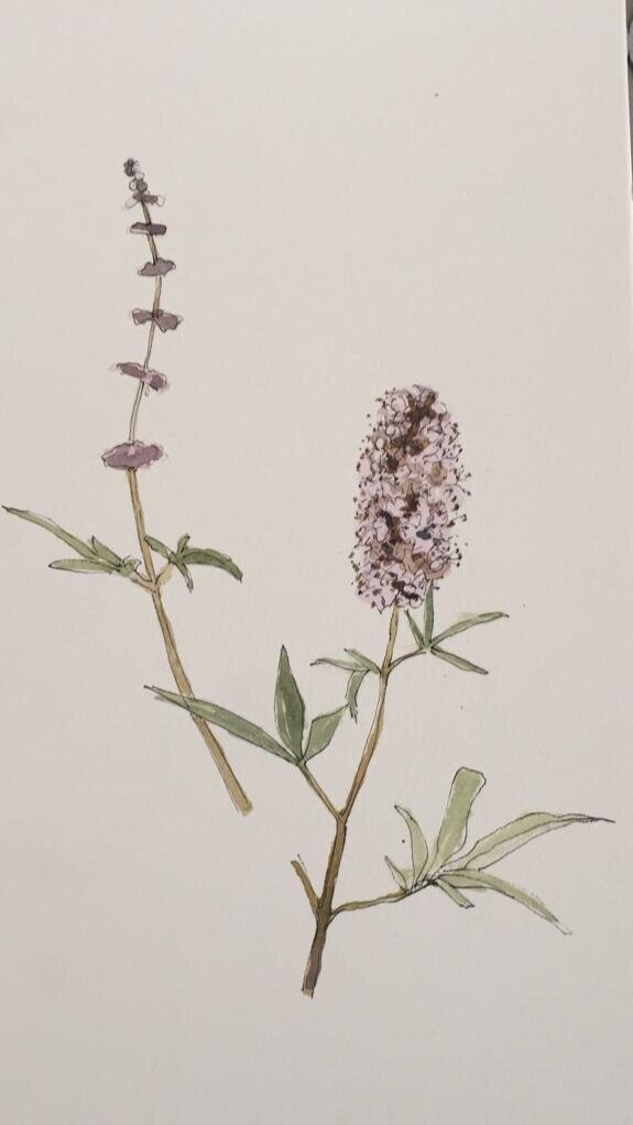 Agnus castus