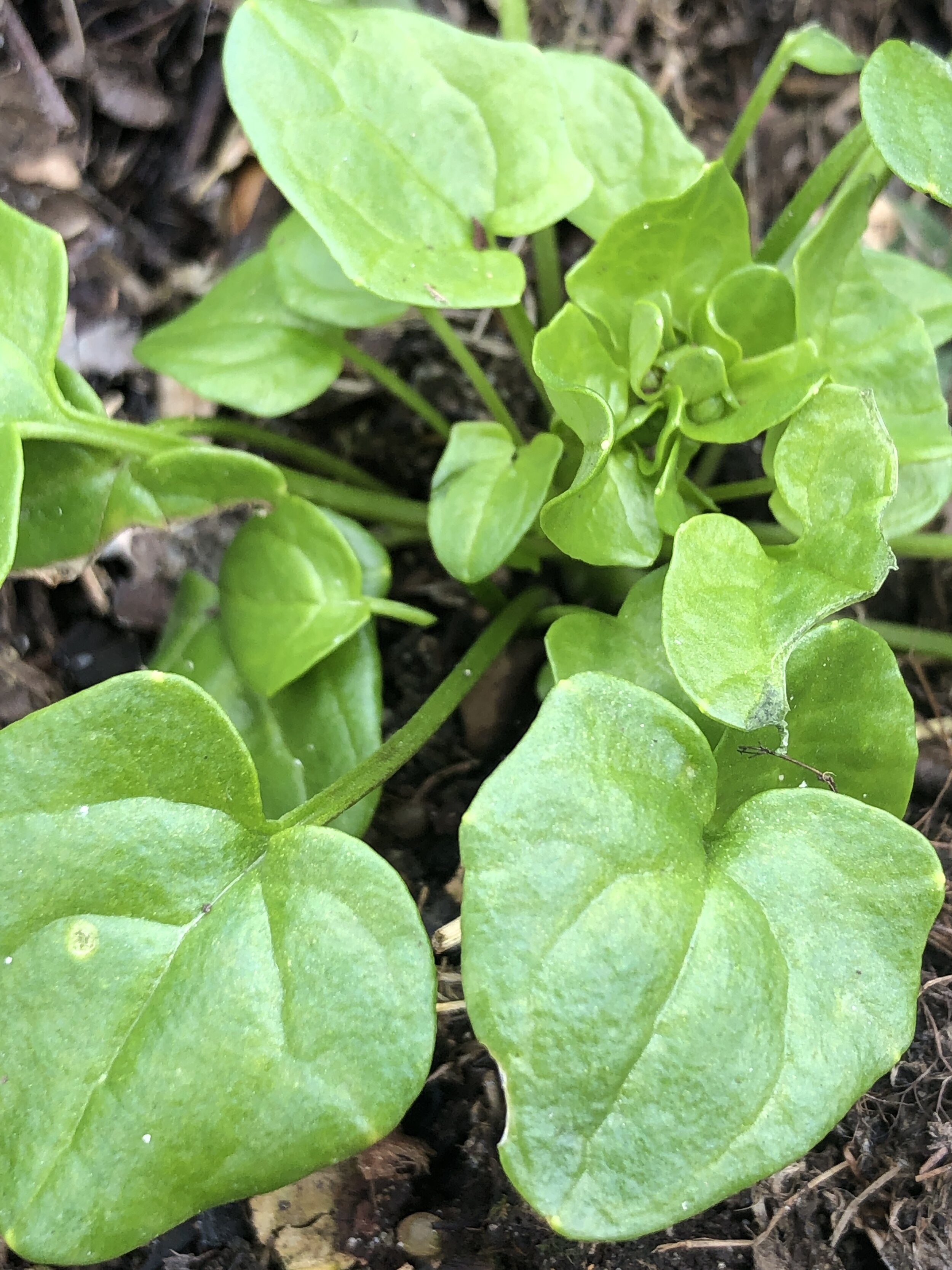 Scurvygrass (Cochlearia sp.)