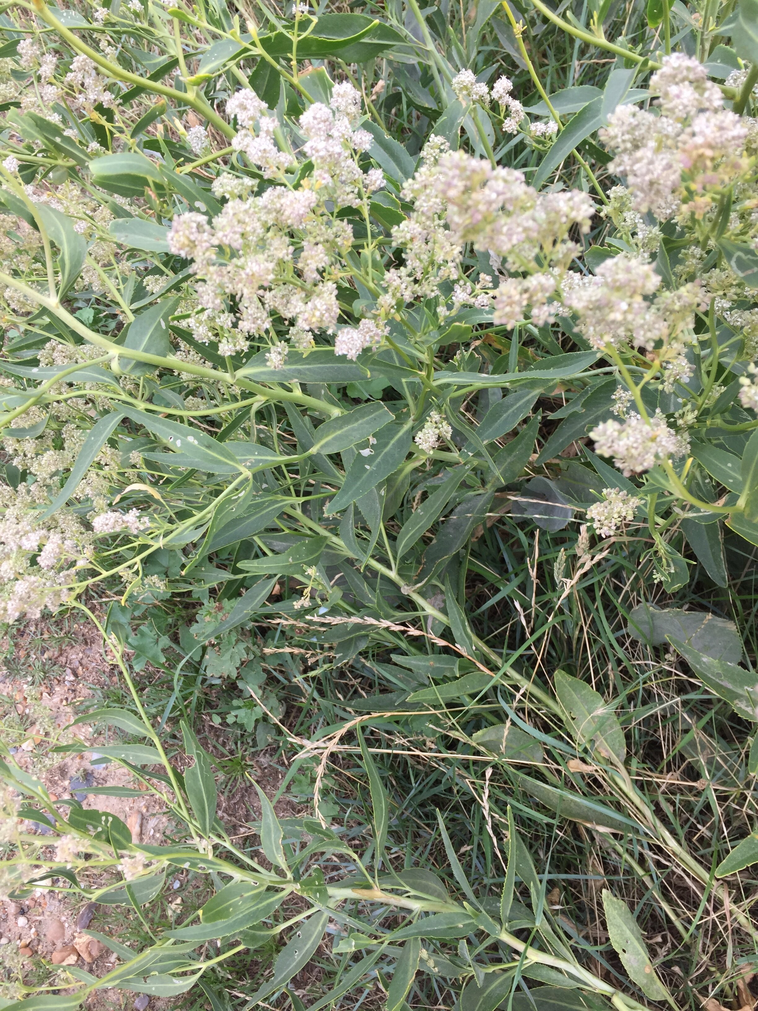 Dittander (Lepidium latifolium)