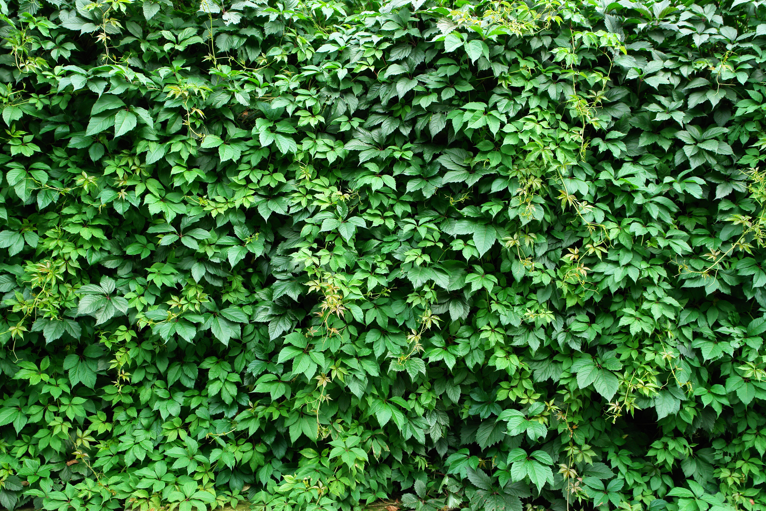 Hedge-texture.jpg