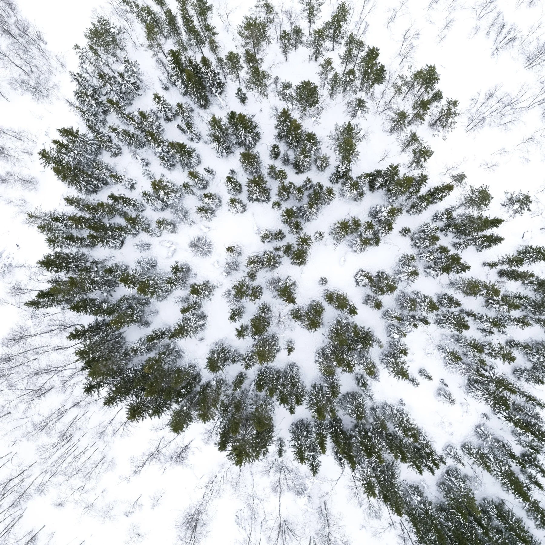 Winter. Photograph of a winter landscape of pine trees against the snow transformed into an abstract study of pale tones, branching forms and negative space.