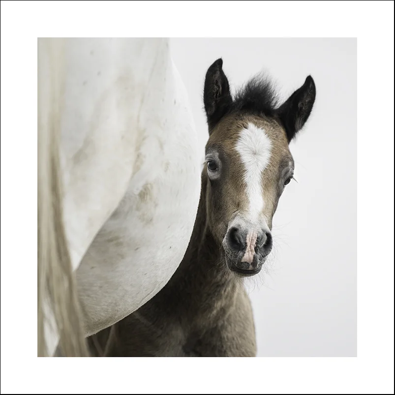 Camargue Mother & Foal