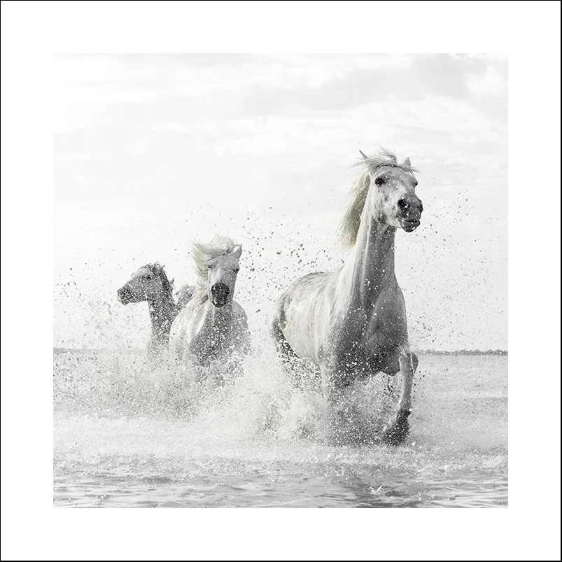 Camargue Horses, Study 5