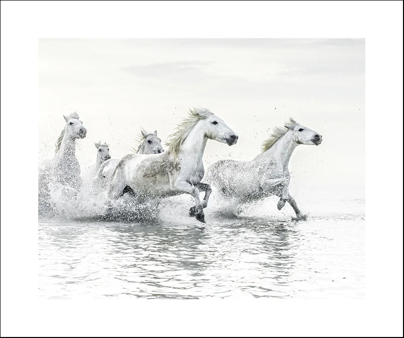Camargue Horses, Study 2