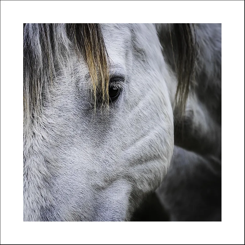 Connemara Pony