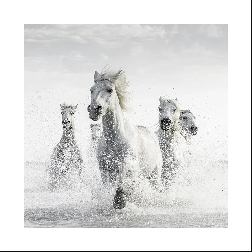 Camargue Horses, Study 1