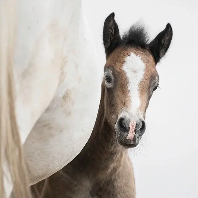 Camargue Mother &amp; Foal (Copy)