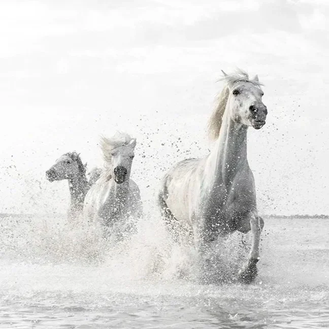 Camargue Horses, Study 5 (Copy)