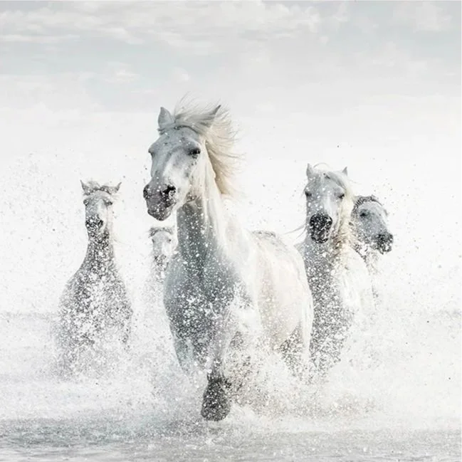 Camargue Horses, Study 1 (Copy)