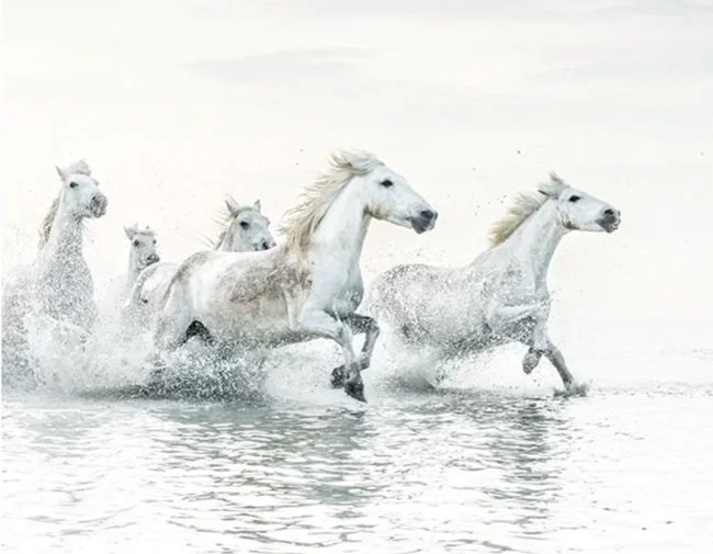 Camargue Horses, Study 2 (Copy)