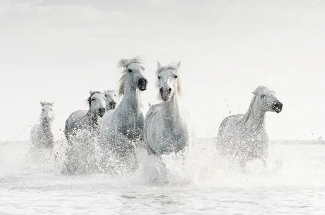 Camargue Horses, Study 3 (Copy)