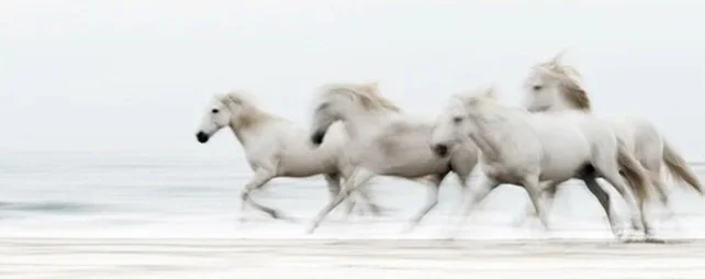 Camargue Horses, Study 4 (Copy)