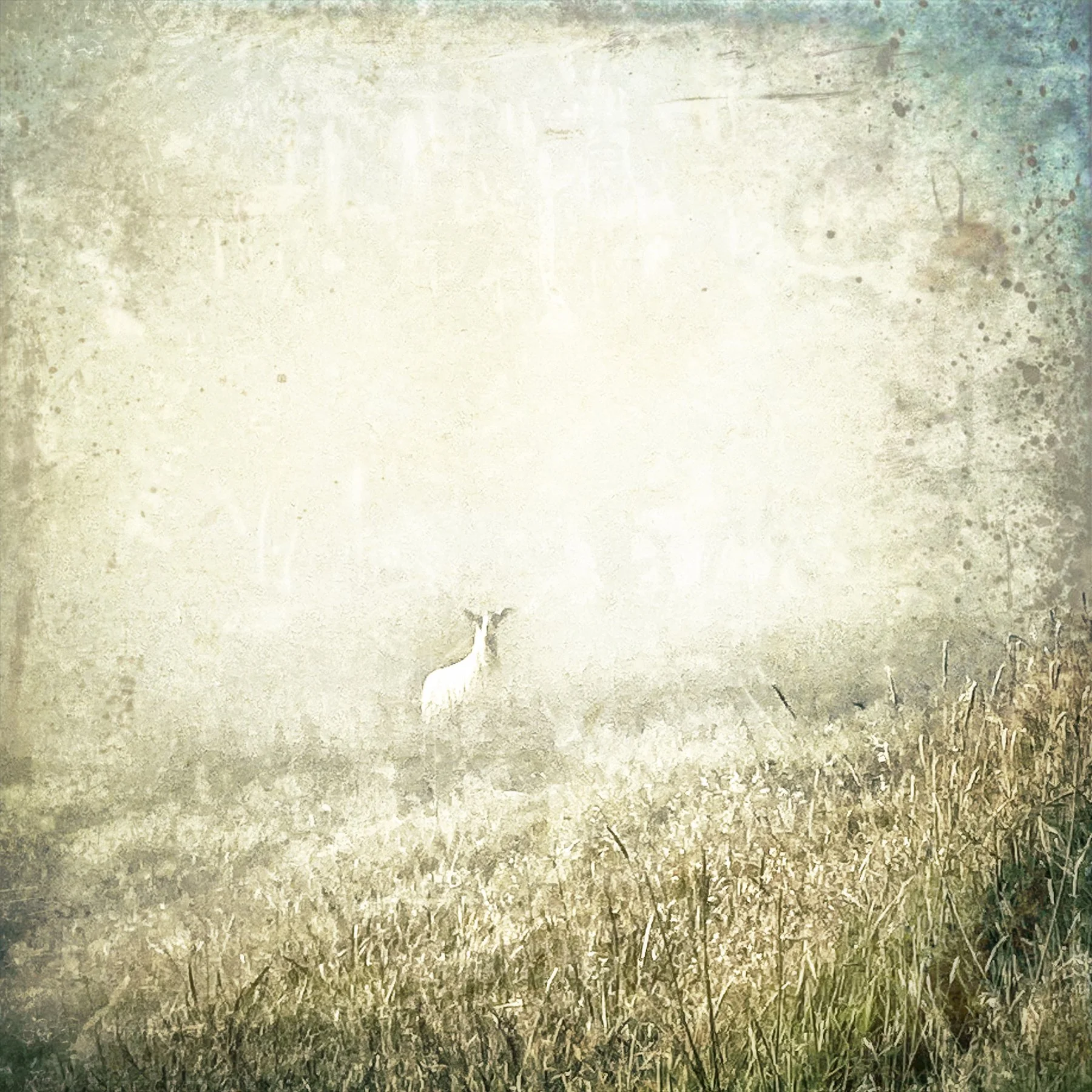 Into the Mist. Mixed-media photographic artwork incorporating a sheep in the mist and applied textures transforming the photographic image into a layered work between photography, painting and abstraction.