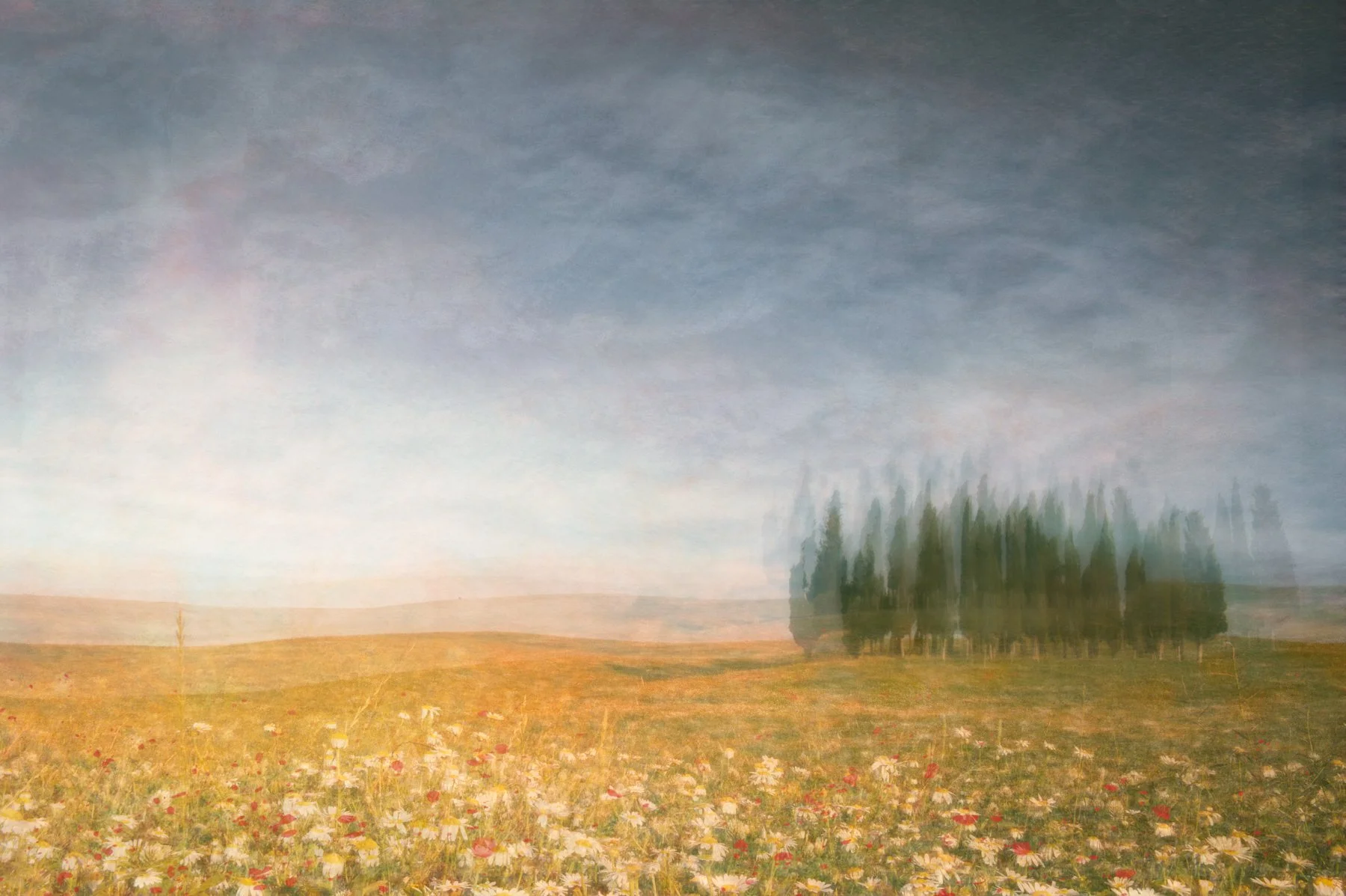 Tuscan Dreams. Copse of trees in Tuscany, with wild flowers and ethereal multiple exposure effects.
