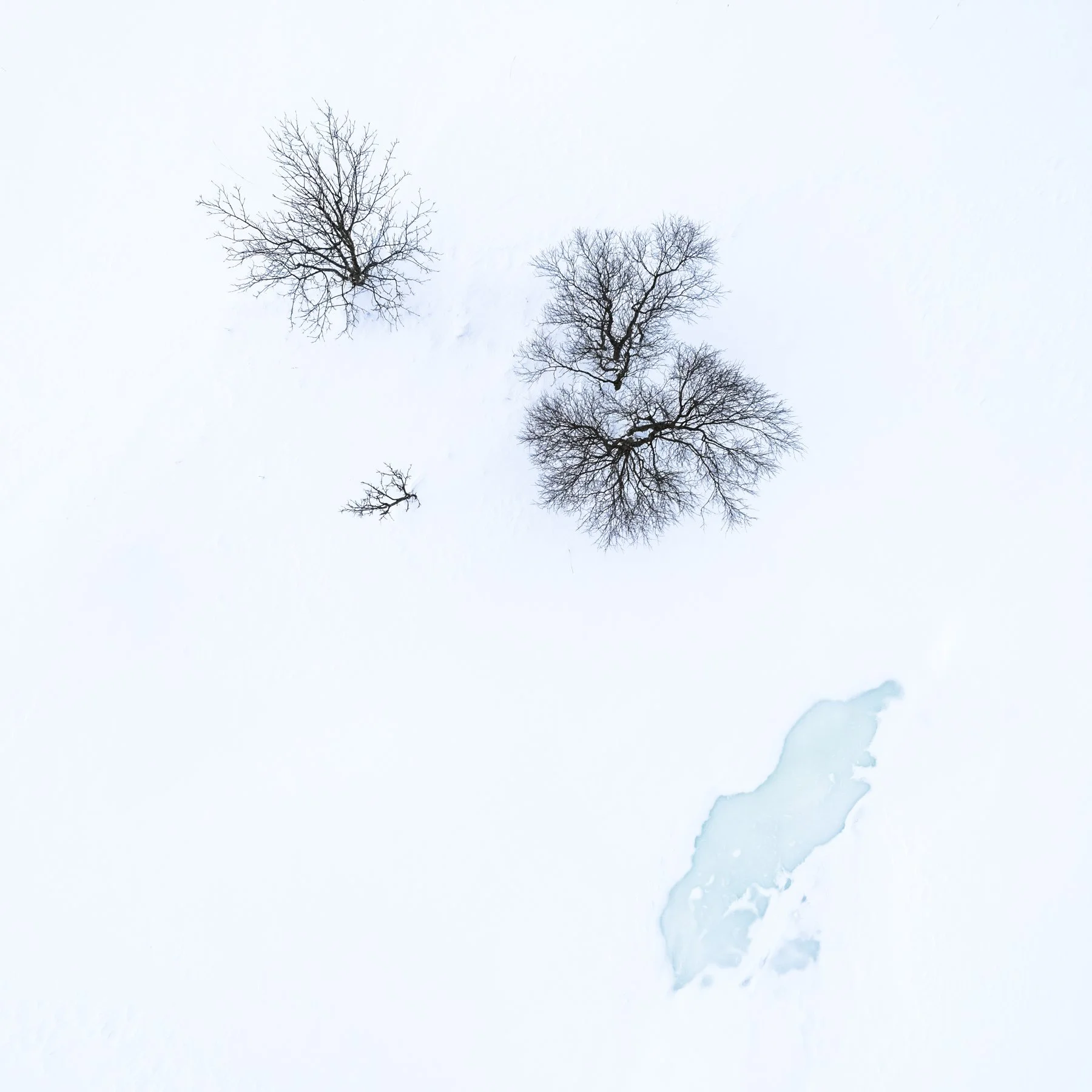 Frozen. Abstract landscape photograph in which colour, shape and natural pattern take precedence over the recognition of a particular place. Three small trees and a melted pond on the ice pack in Senja.